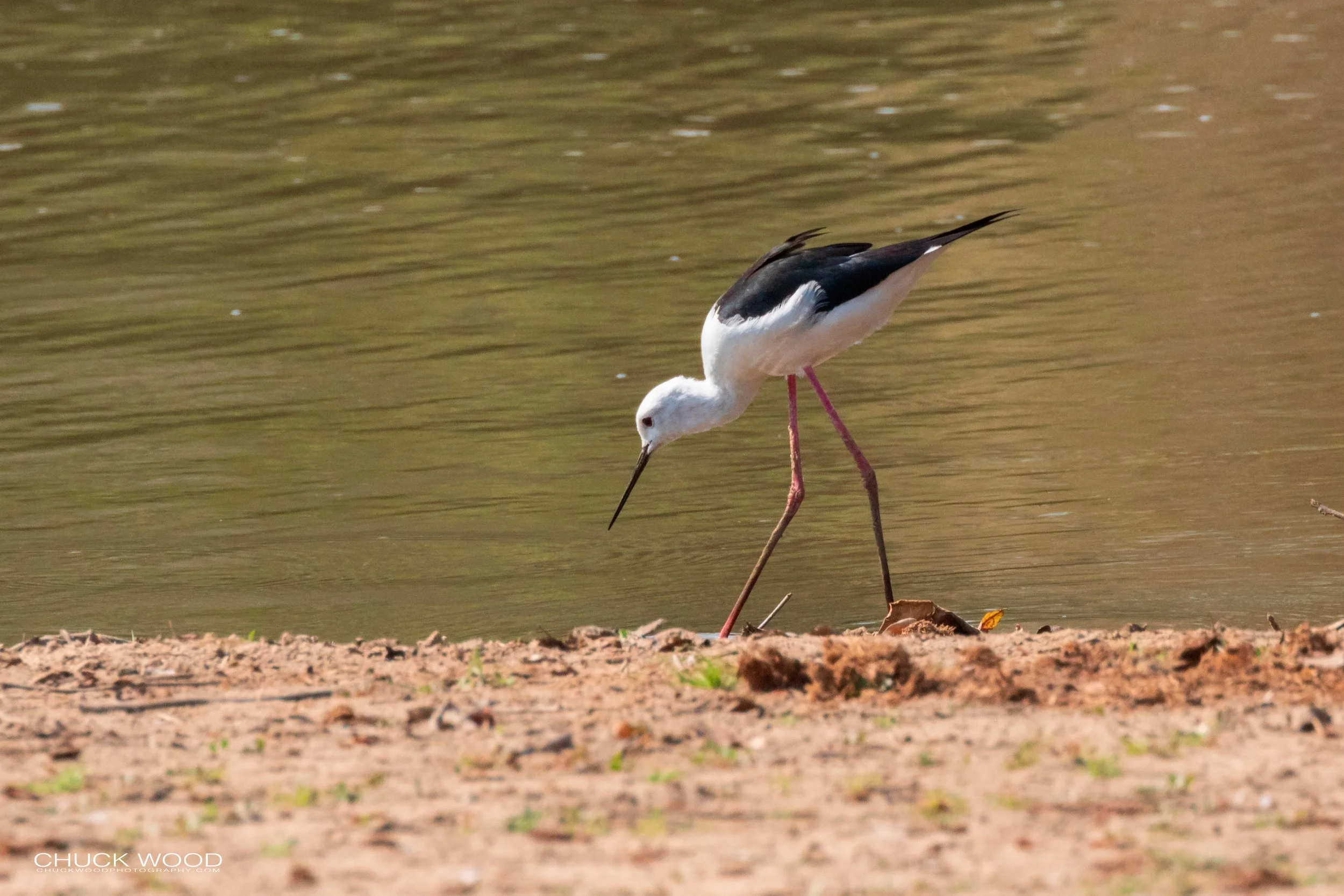  Mana Pools, Zimbabwe 2019 