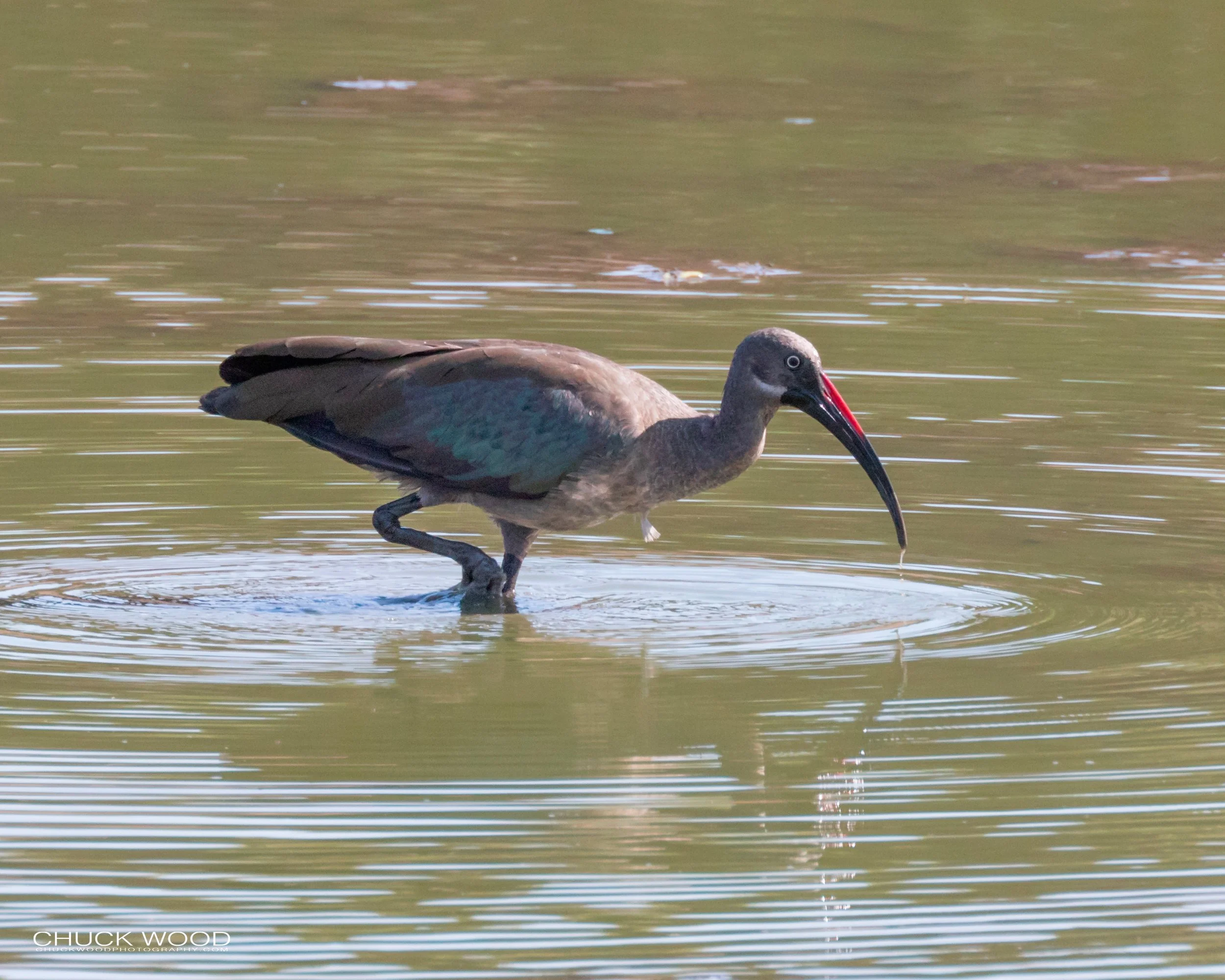  Mana Pools, Zimbabwe 2019 