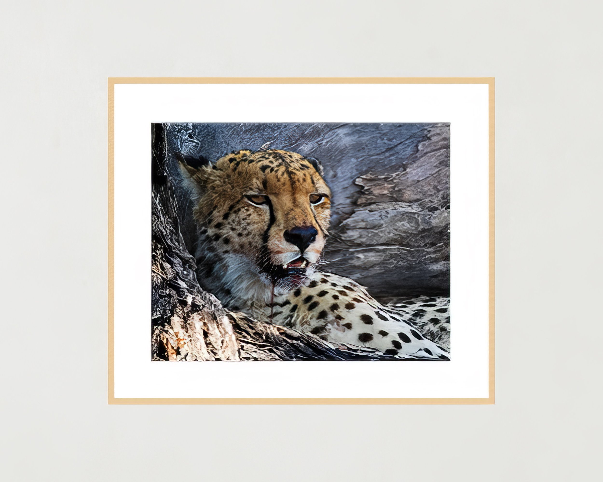 ace-cheetah-frame-only-WB.jpg