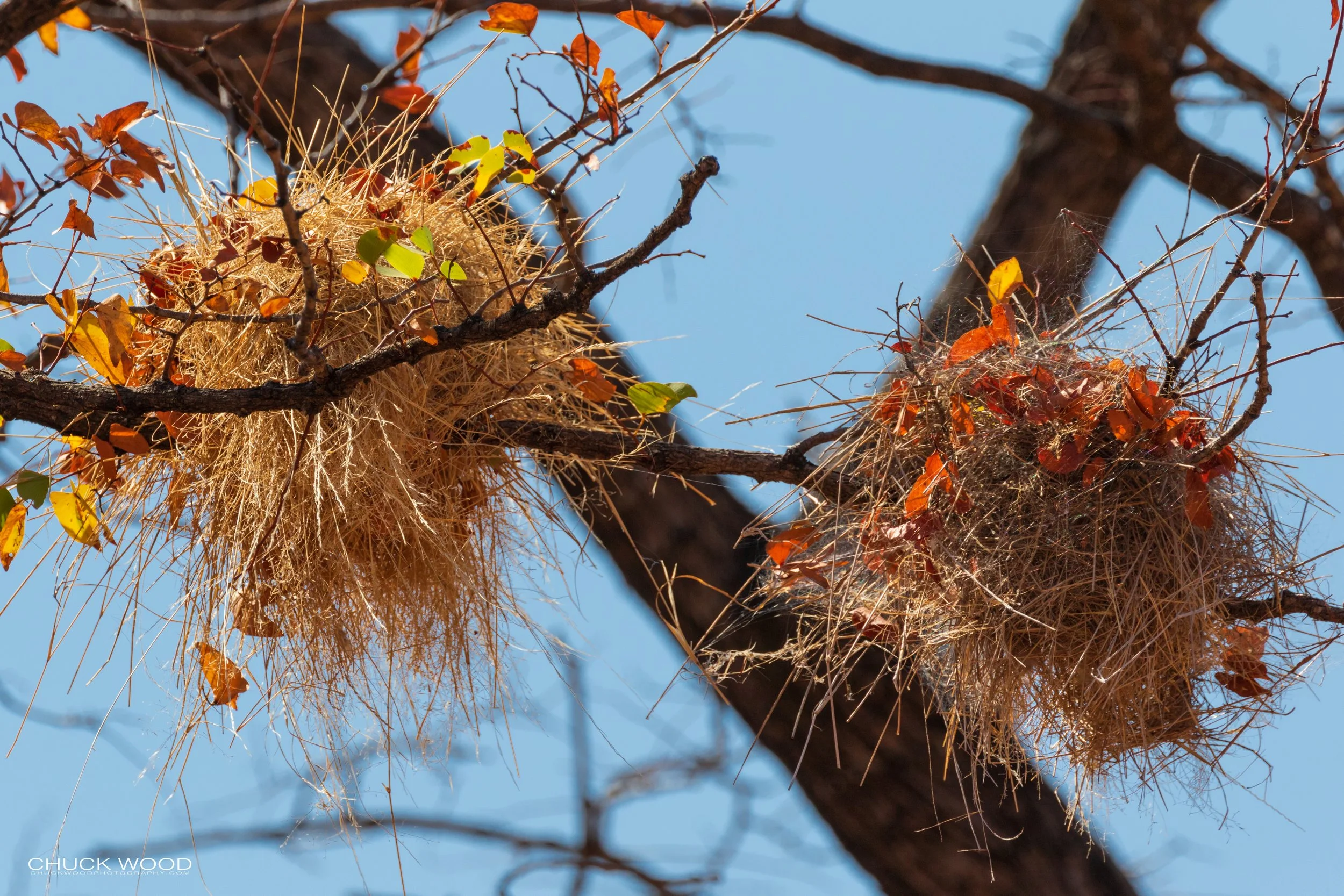 Hwange, Zimbabwe 2019