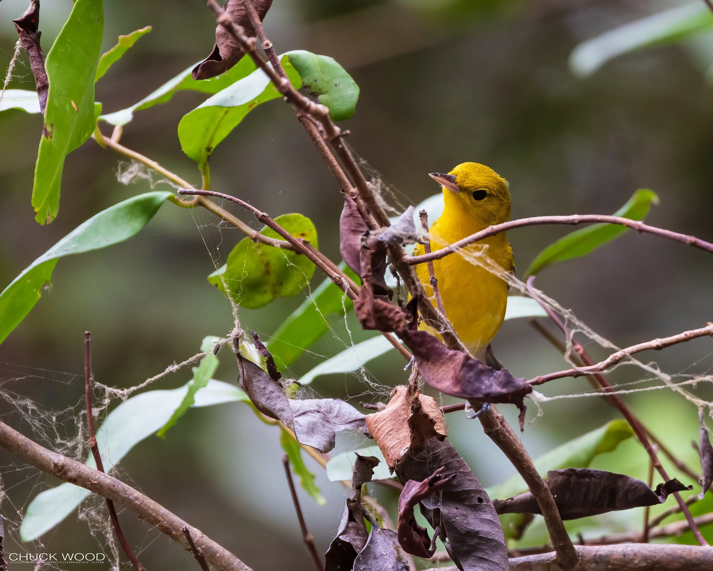 Tarcoles River, Costa Rica 2023 