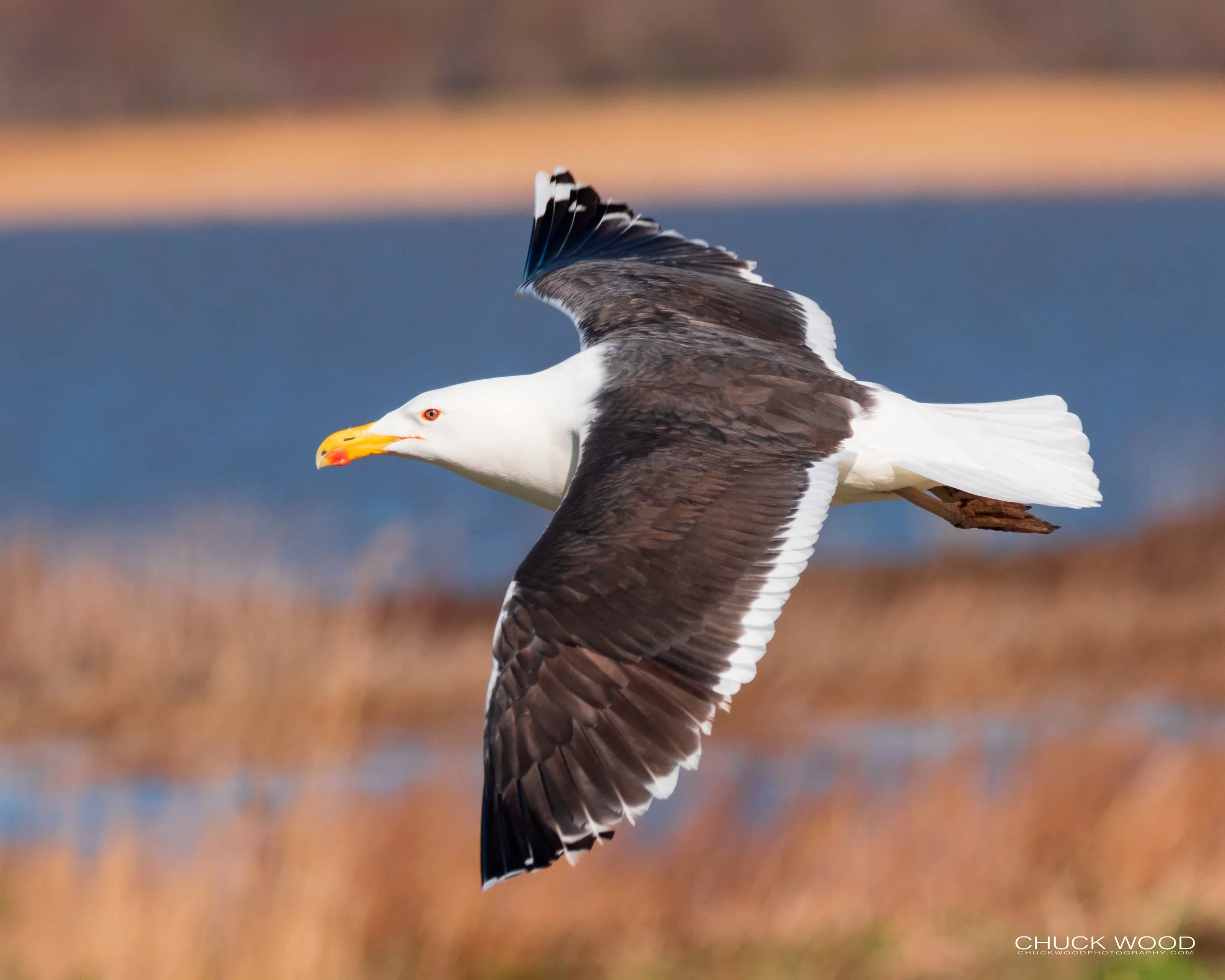 Forsythe NWR, NJ 2019 