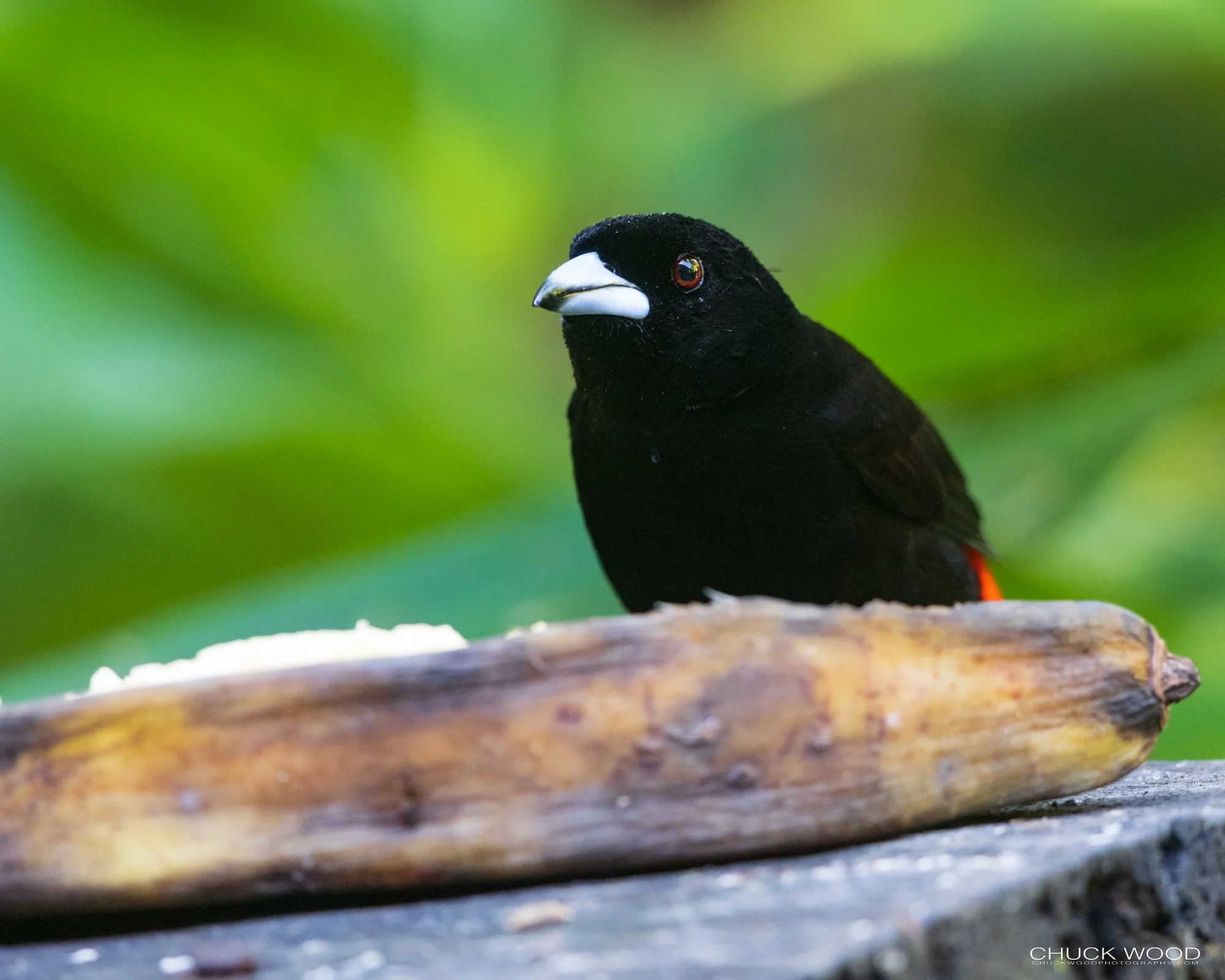  Osa Peninsula, Costa Rica 2022 