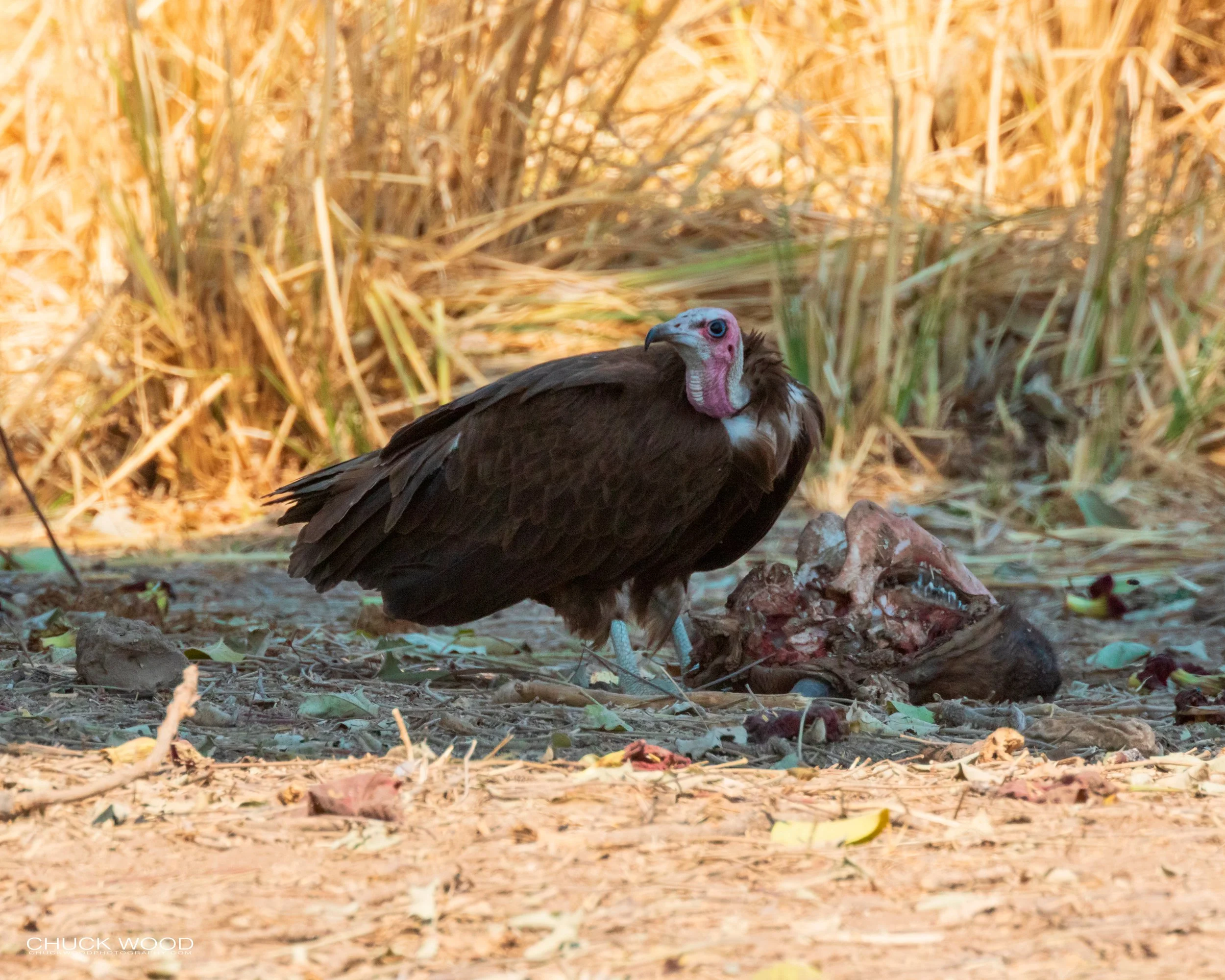  Mana Pools, Zimbabwe 2019 