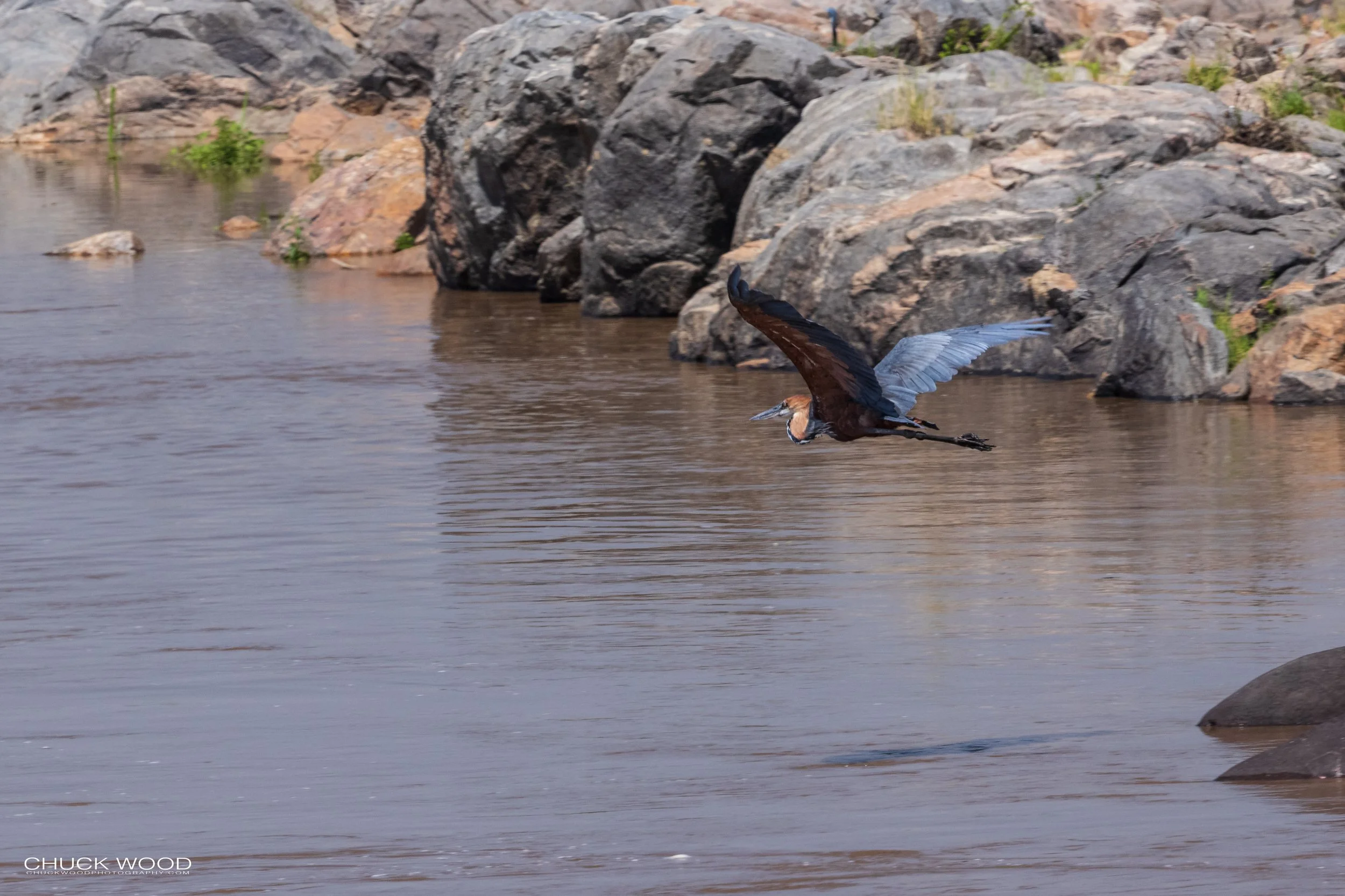  Mara River, Tanzania 2021 