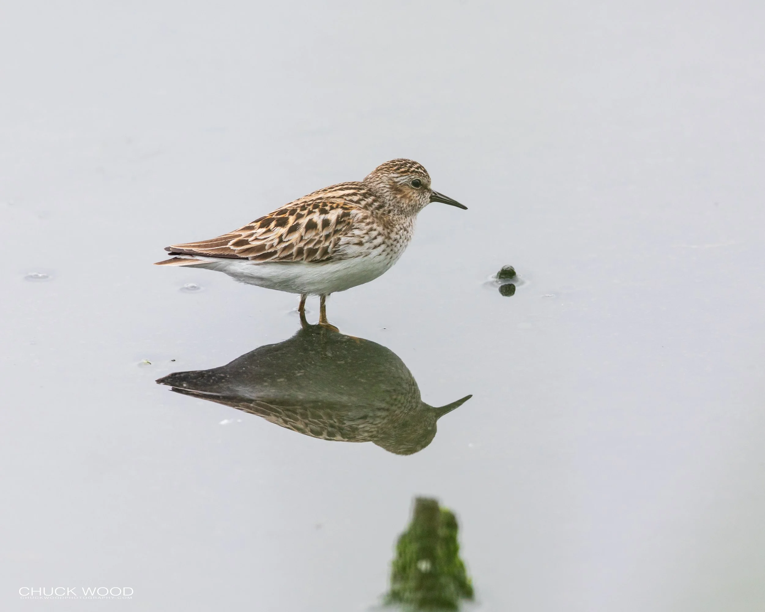  Dekorte Park, NJ 2020 