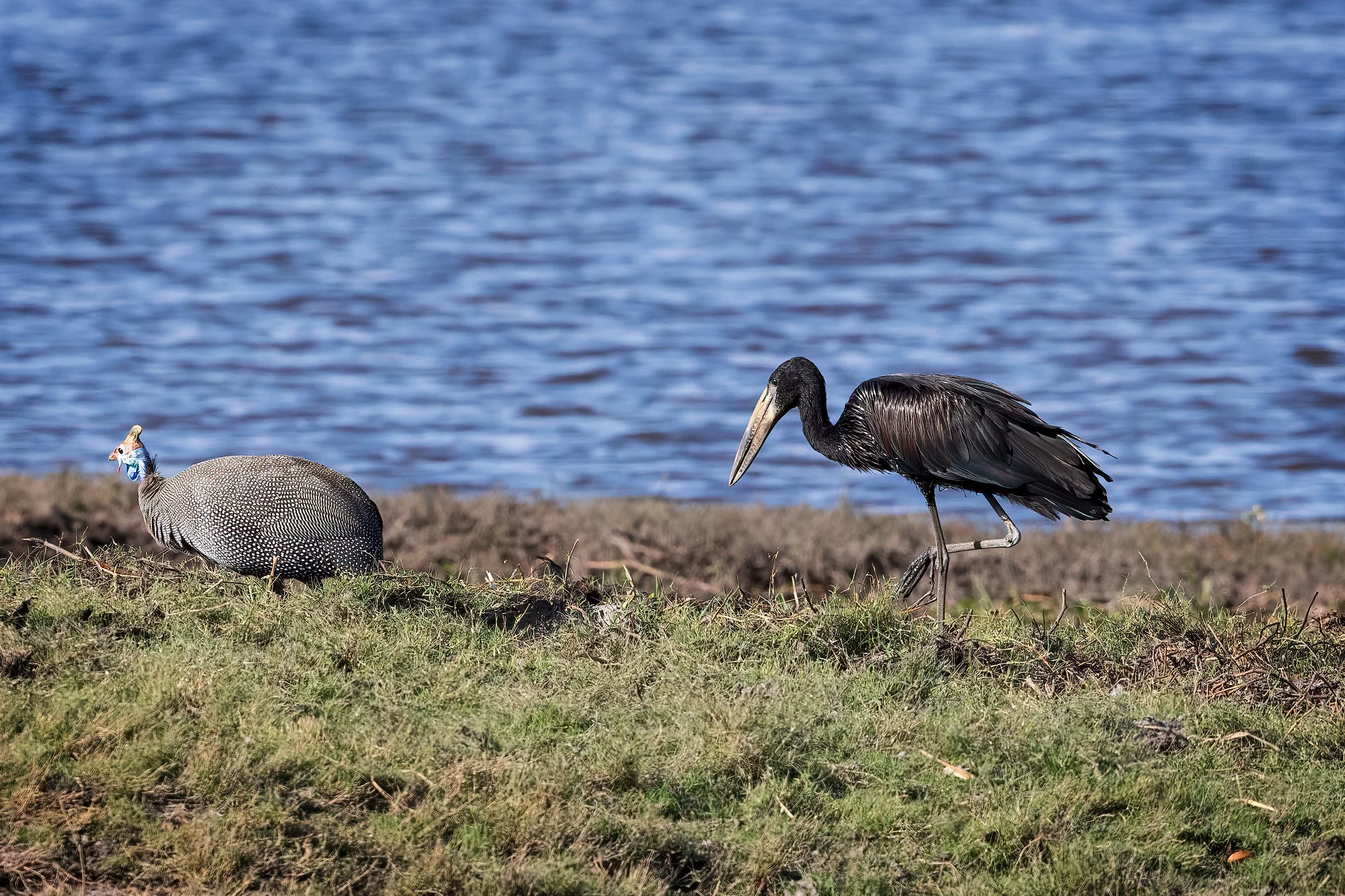  Chobe Riverfront, Botswana 2023 