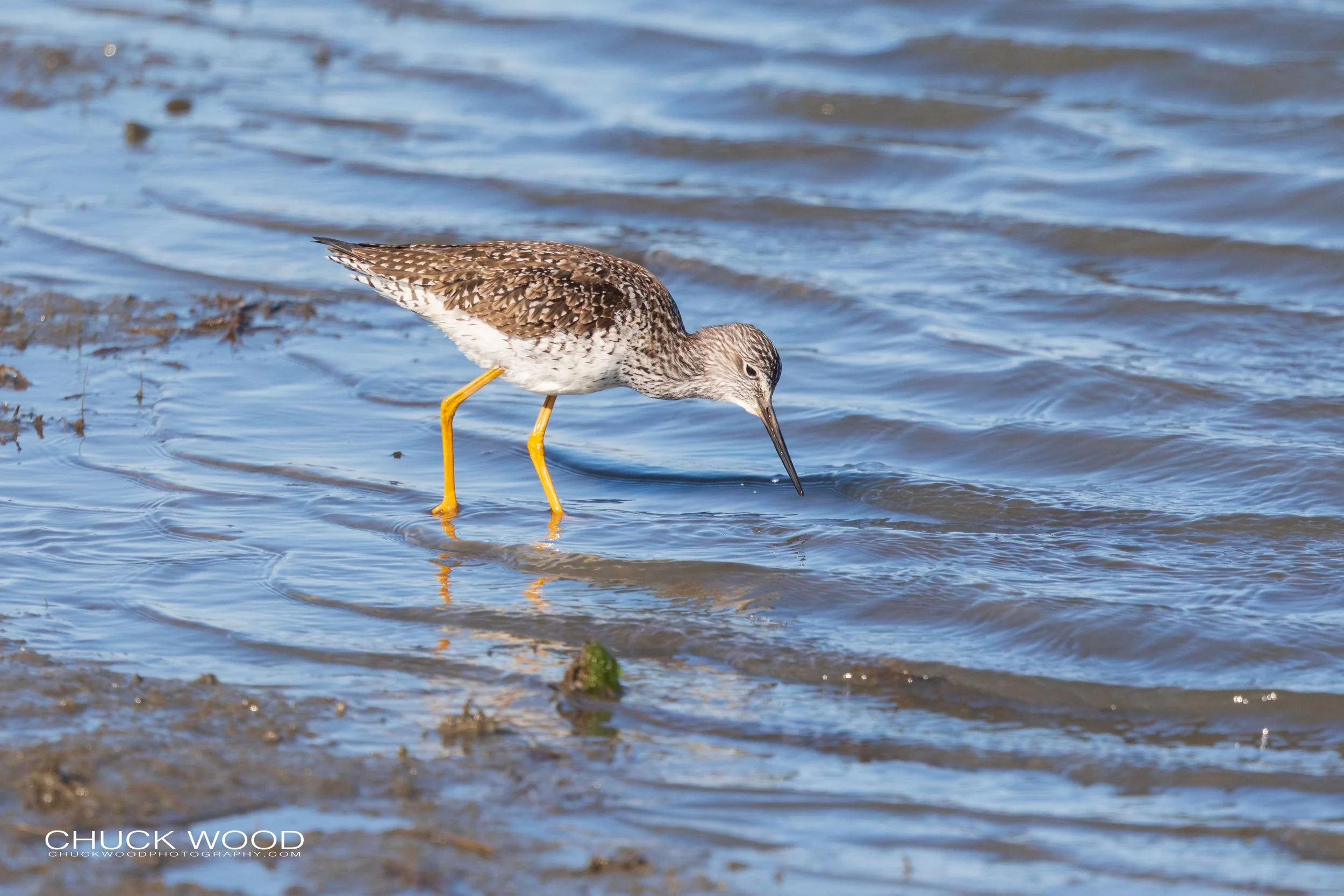  Forsythe NWR, NJ 2020 