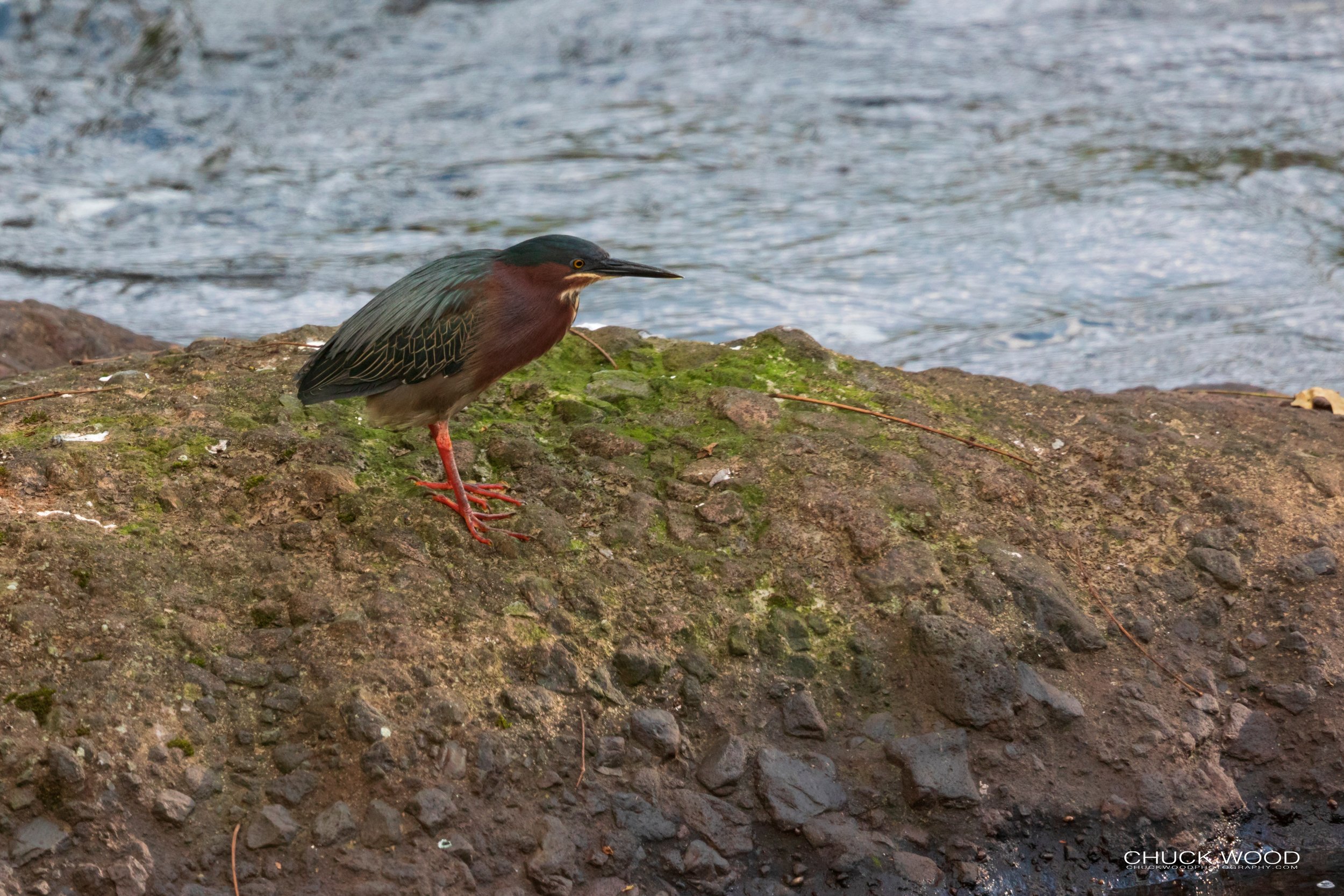  Tuis River Valley, Costa Rica 2020 