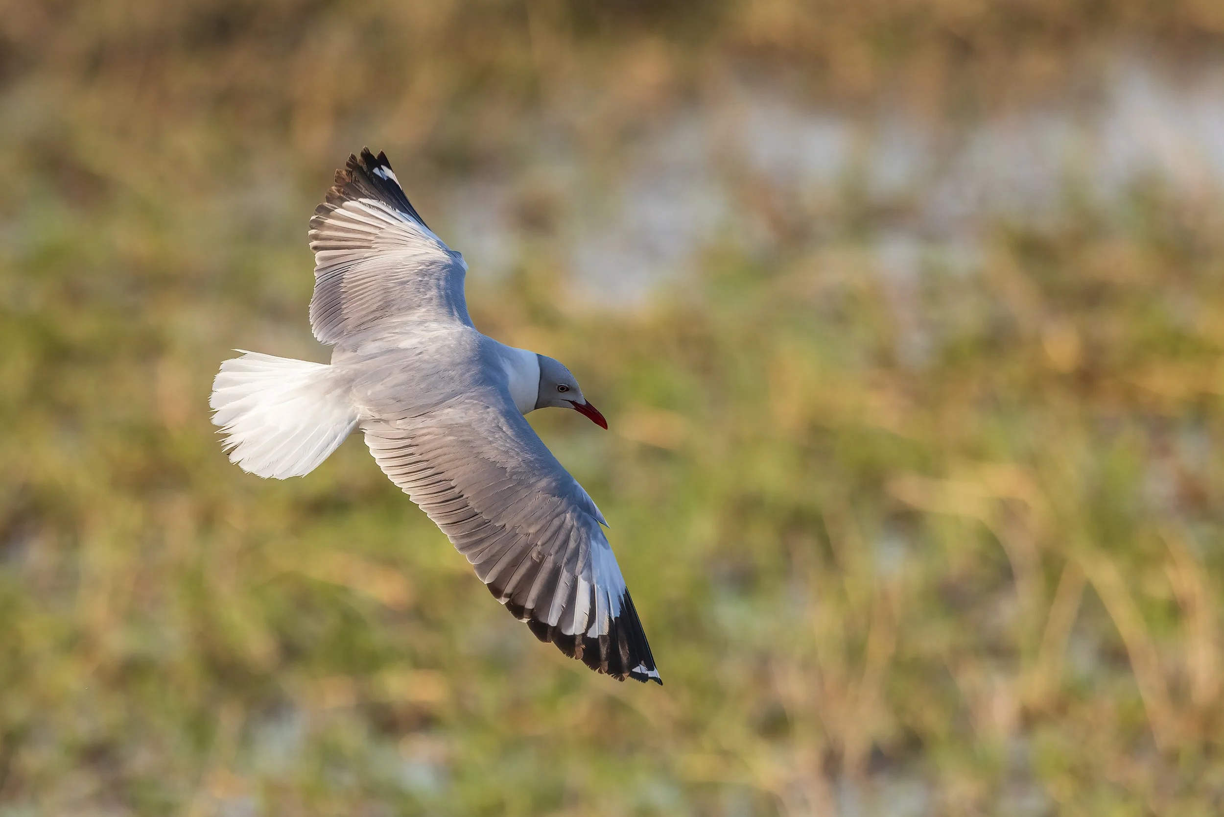  Chobe Riverfront, Botswana 2023 