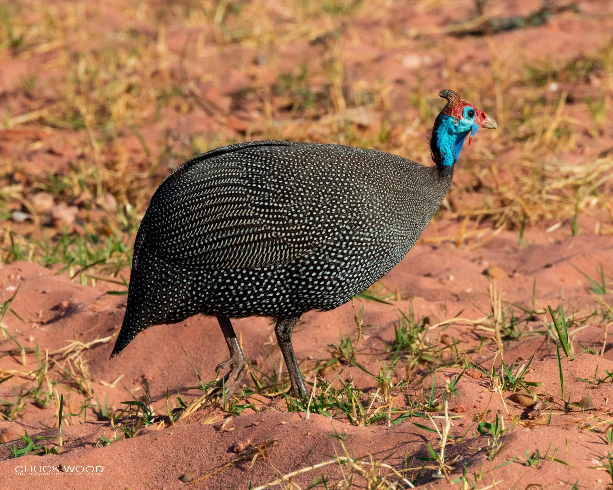  Lake Kariba, Zimbabwe 2019 