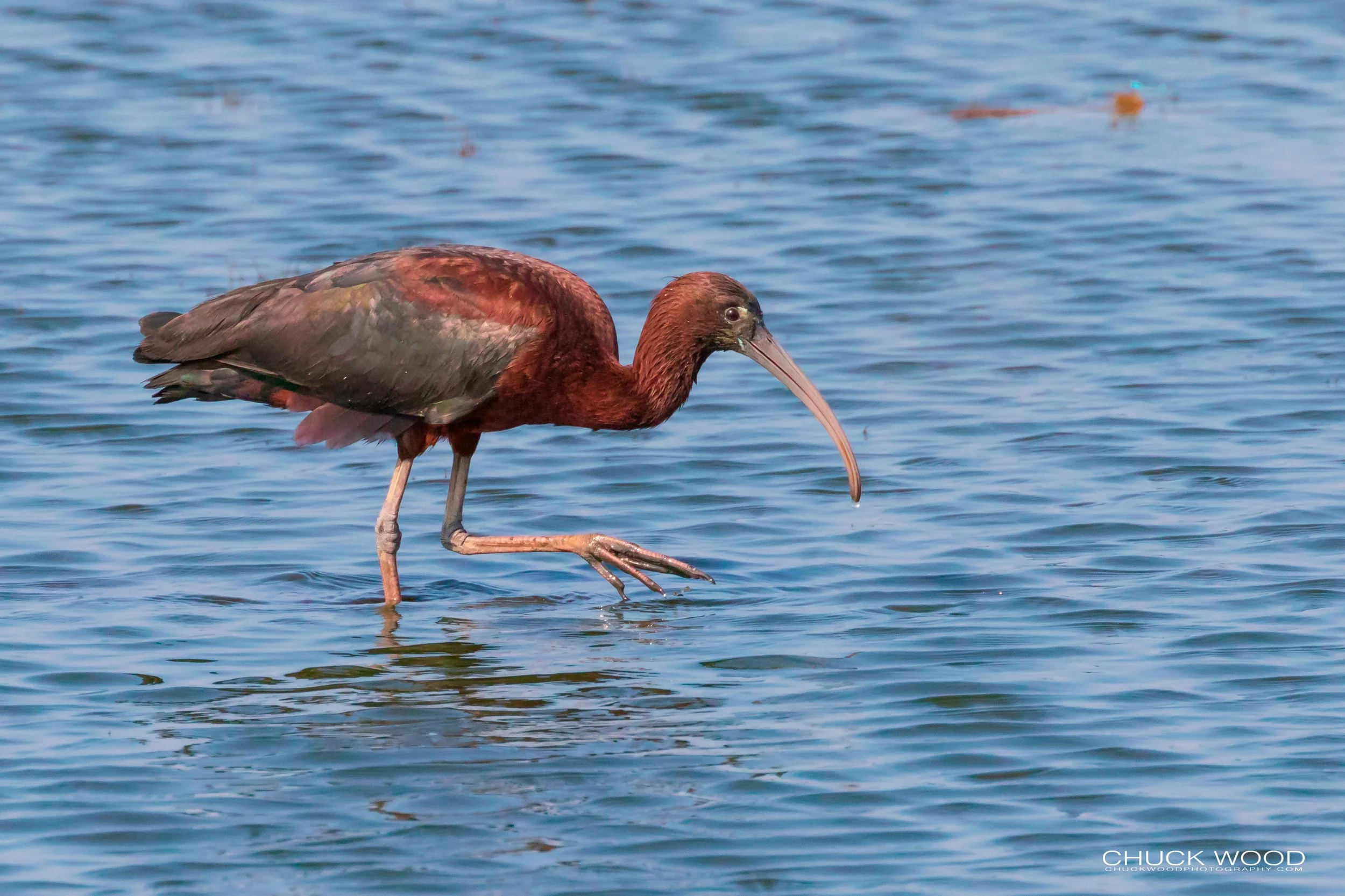  Forsythe NWR, NJ 2019 