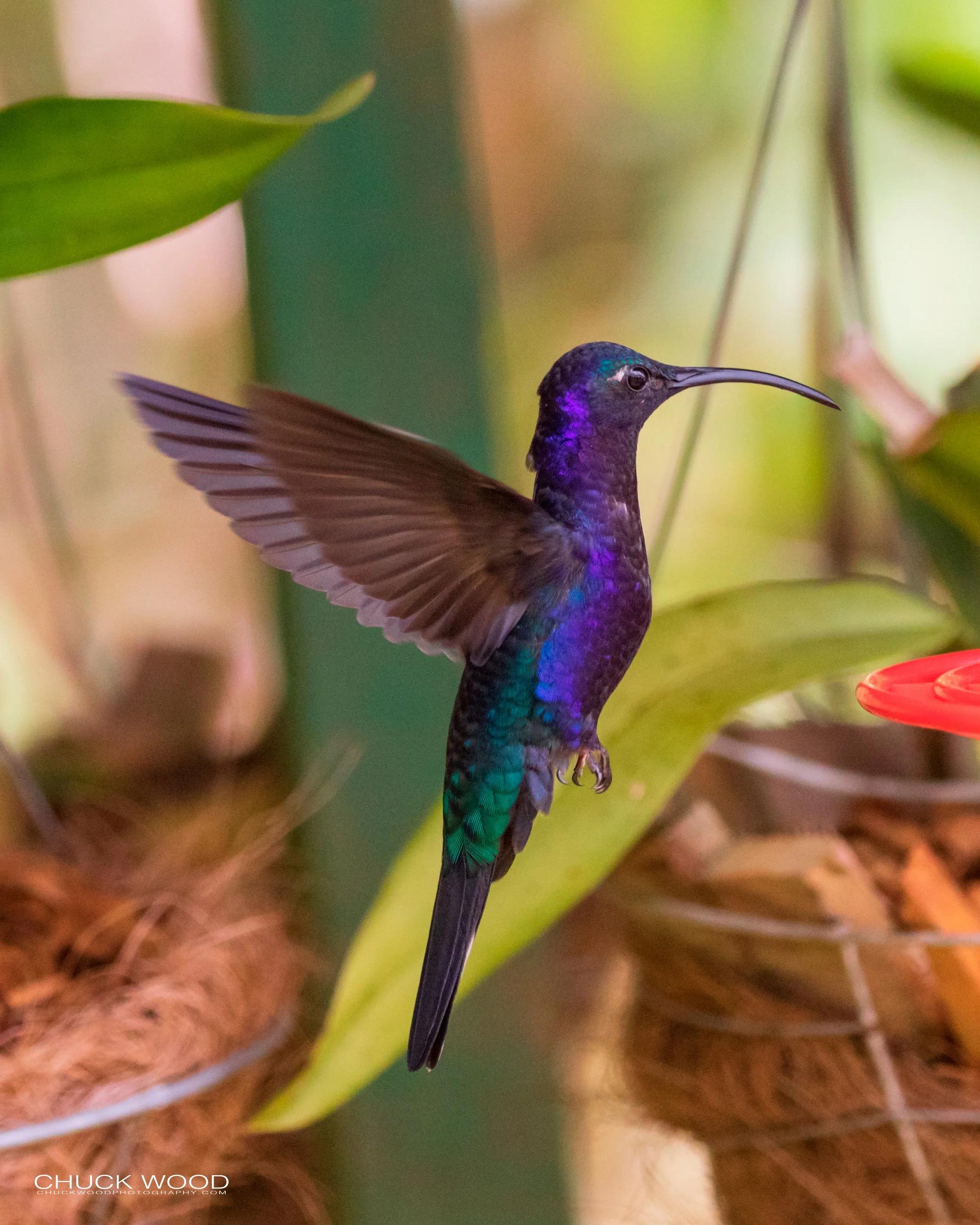  Bosque Del Tolomunco, Costa Rica 2020 