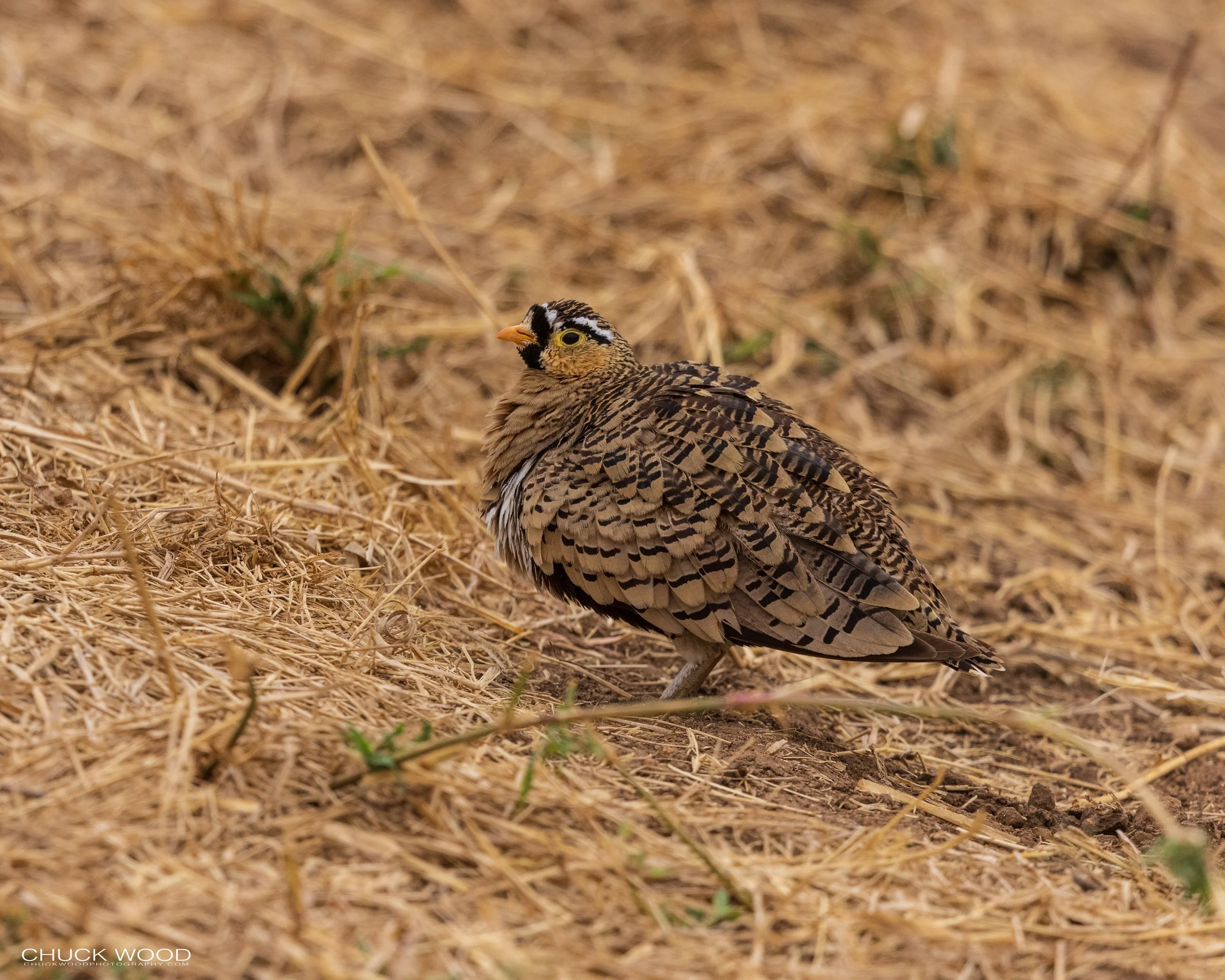  Tarangire, Tanzania 2021 