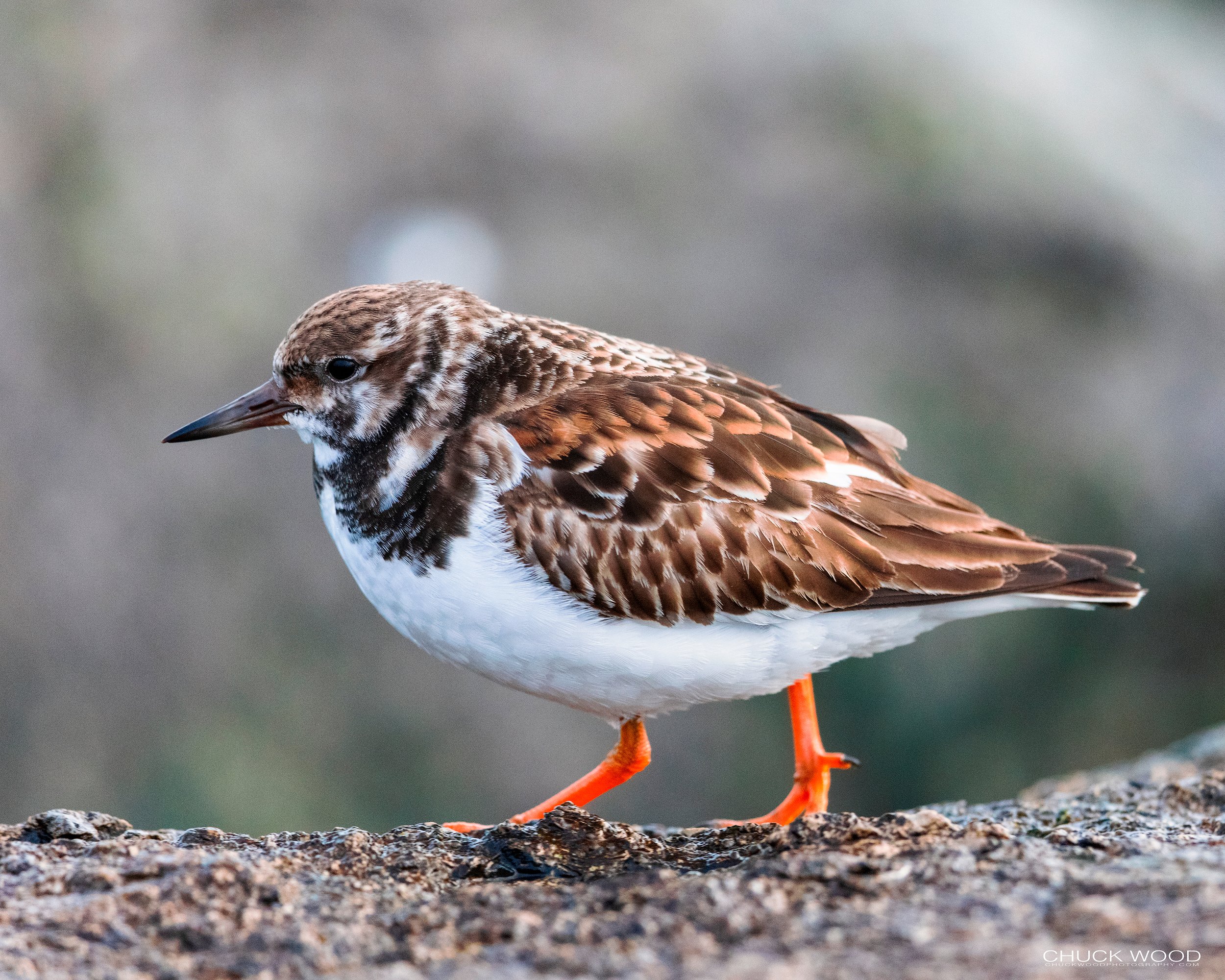  Barnegat Lighthouse, NJ 2021 