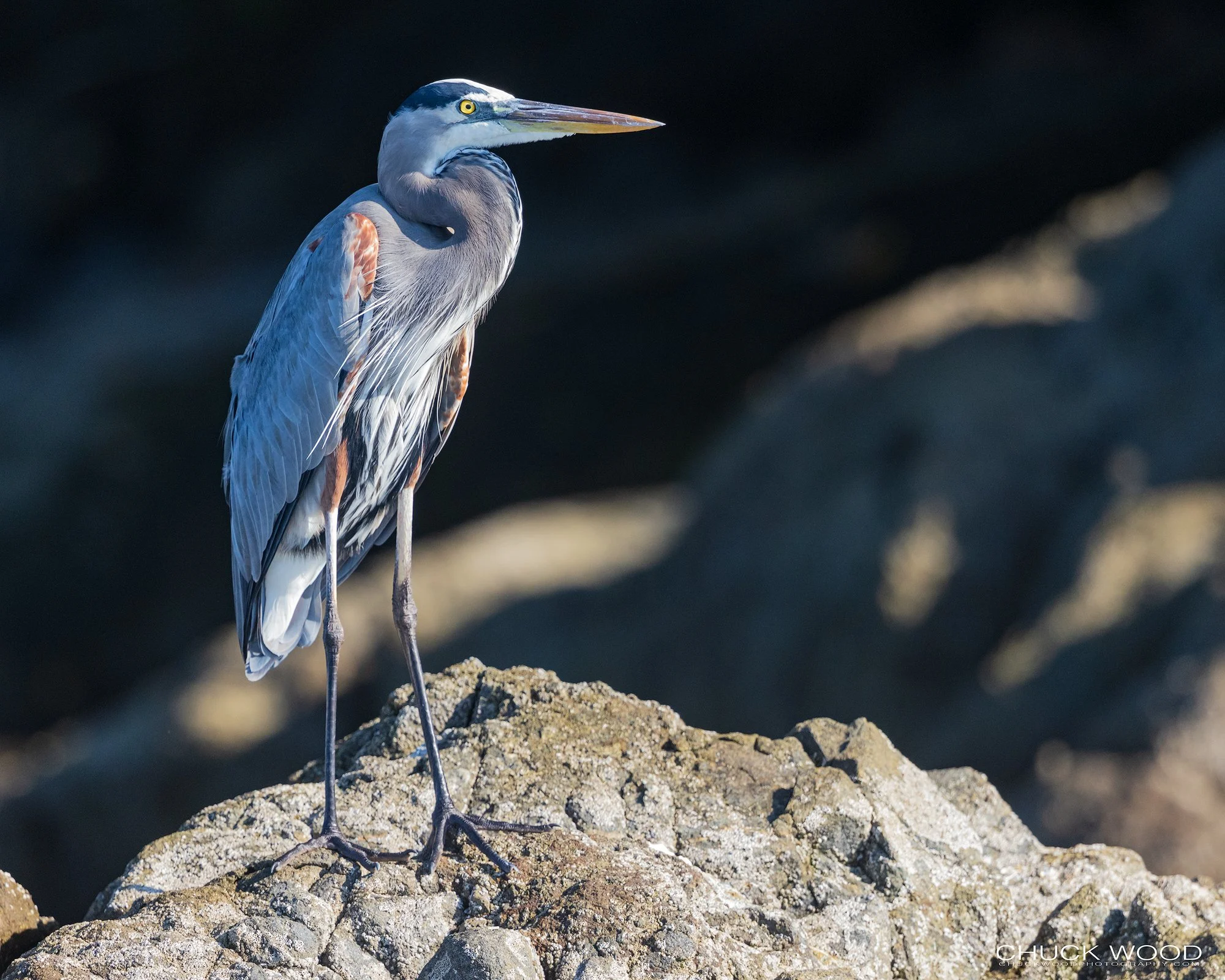  Osa Peninsula, Costa Rica 2022 