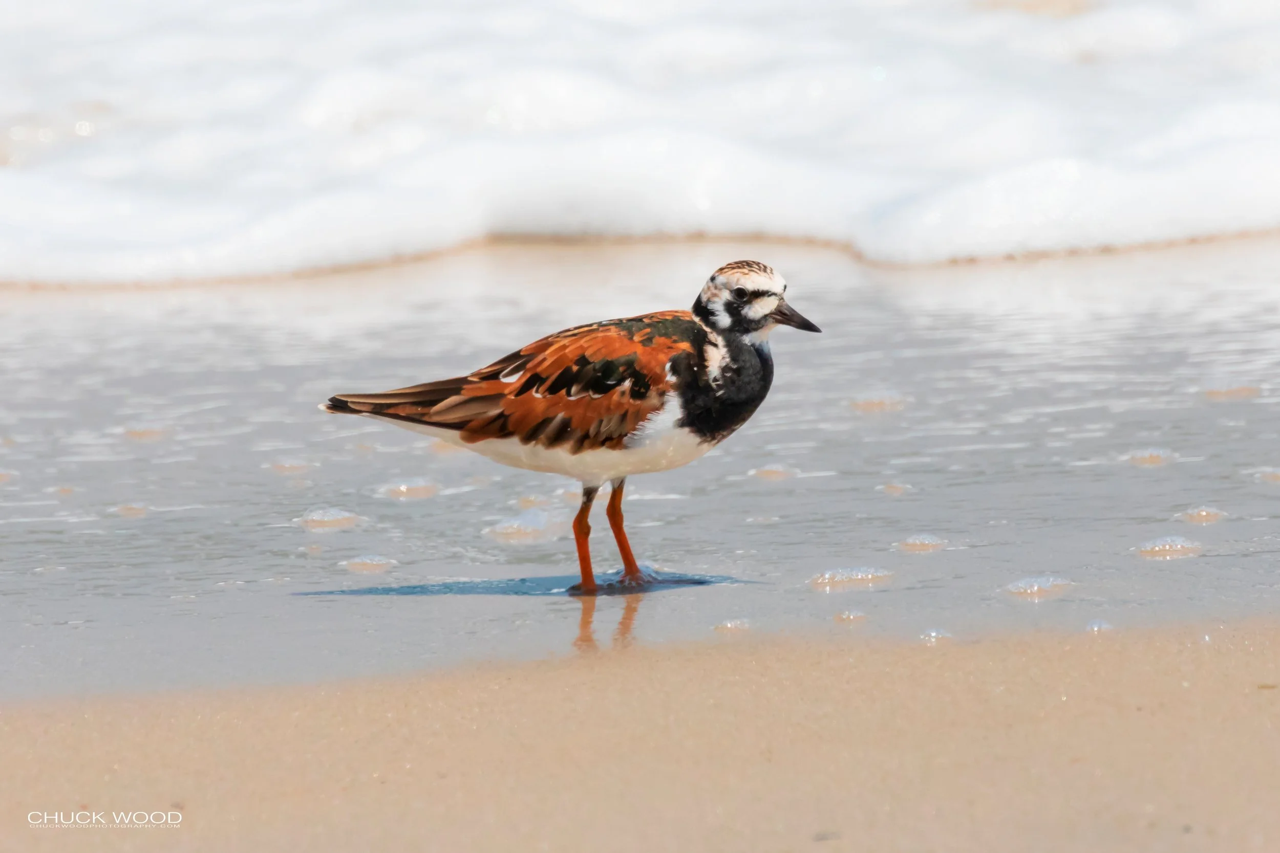  Pea Island NWR, NC 2019 