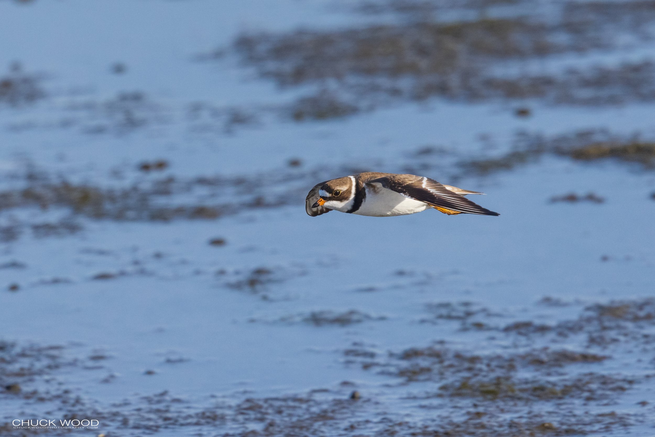  Forsythe NWR, NJ 2021 