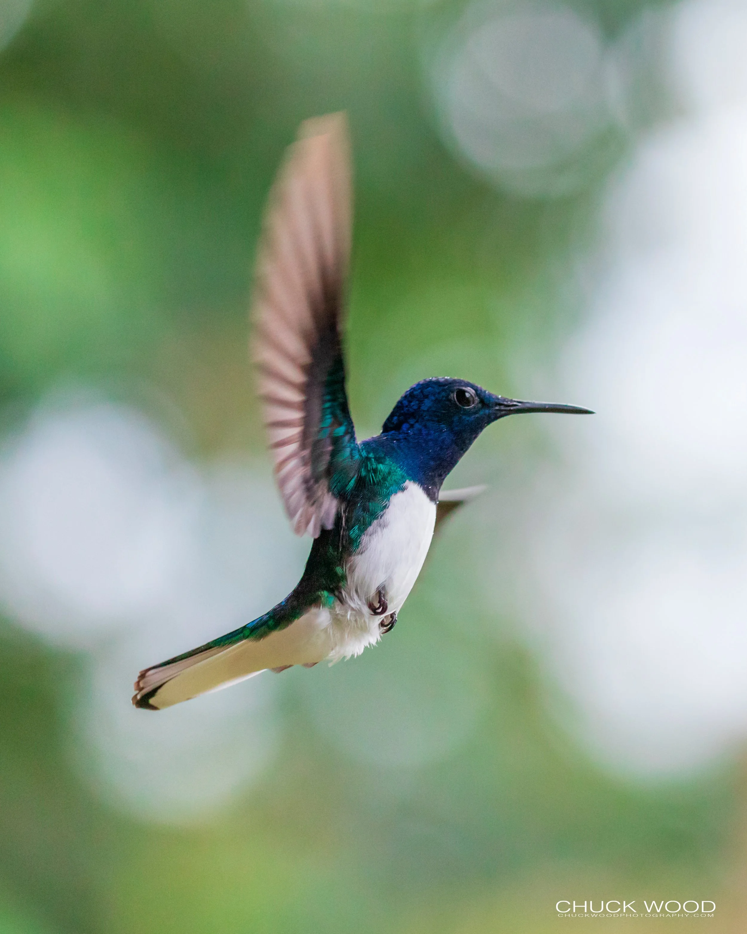  Rancho Naturalista, Costa Rica 2020 