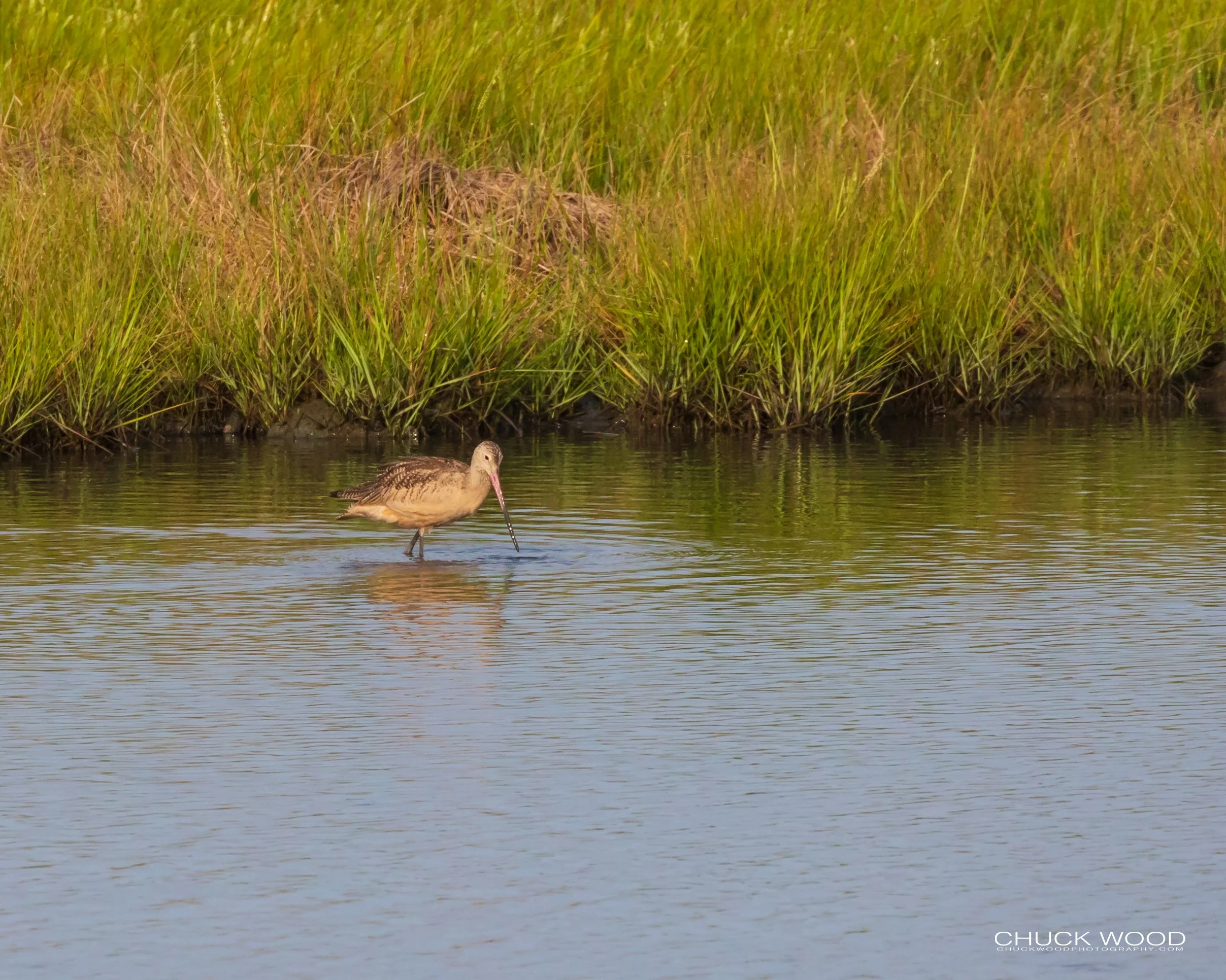  Forsythe NWR, NJ 2019 