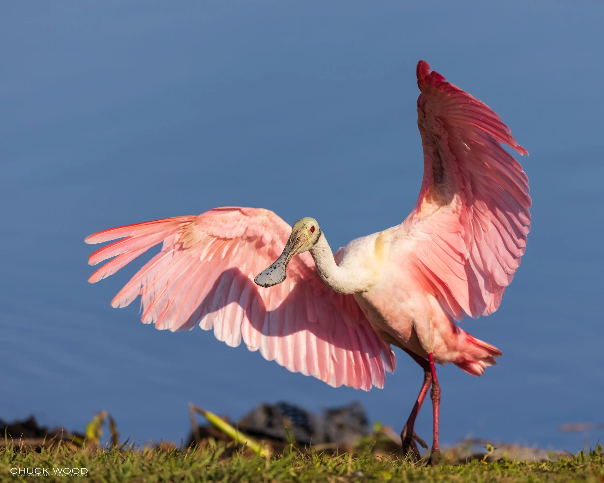  Stick Marsh, FL 2021 