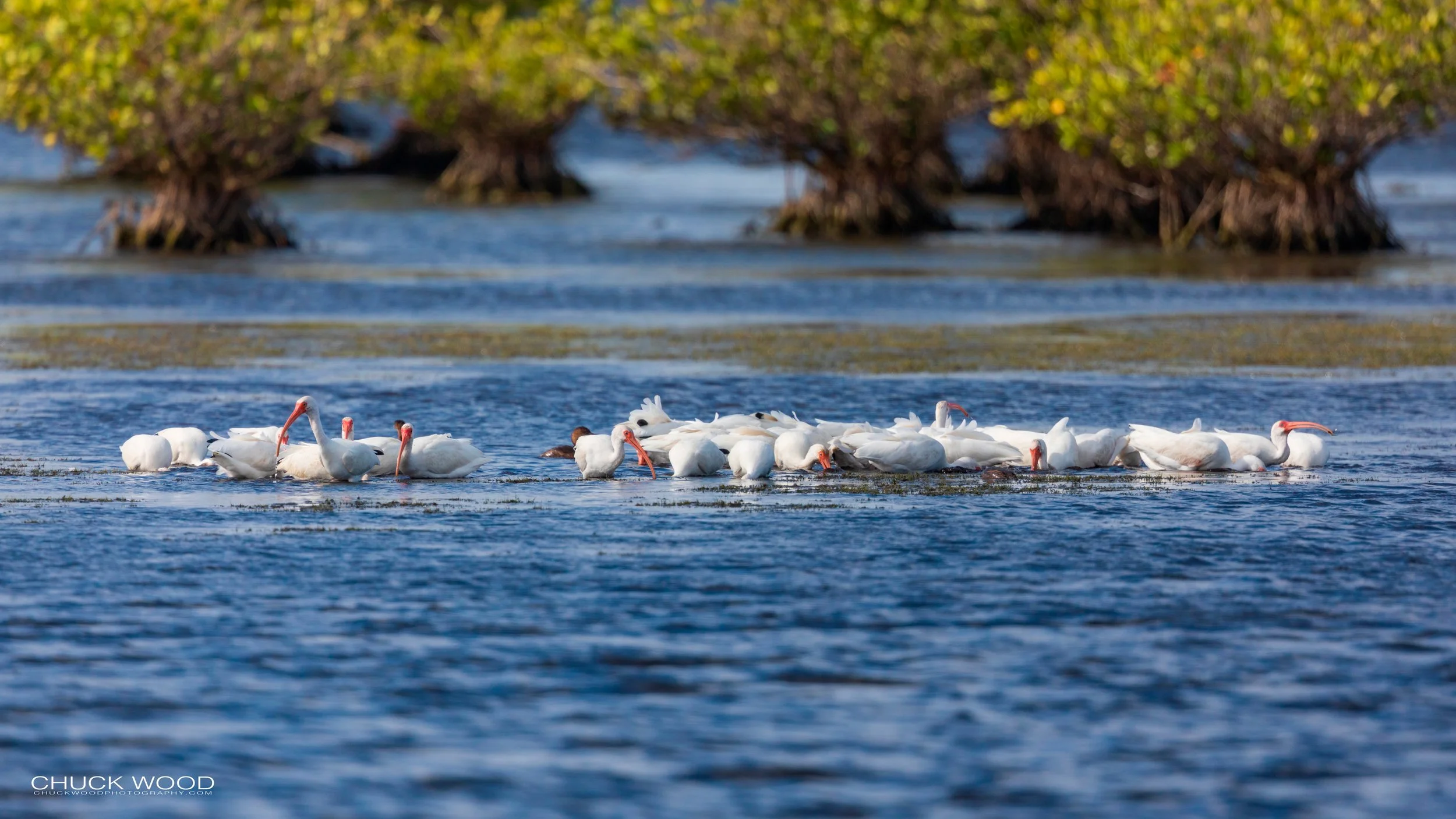  Merritt Island, FL 2020 