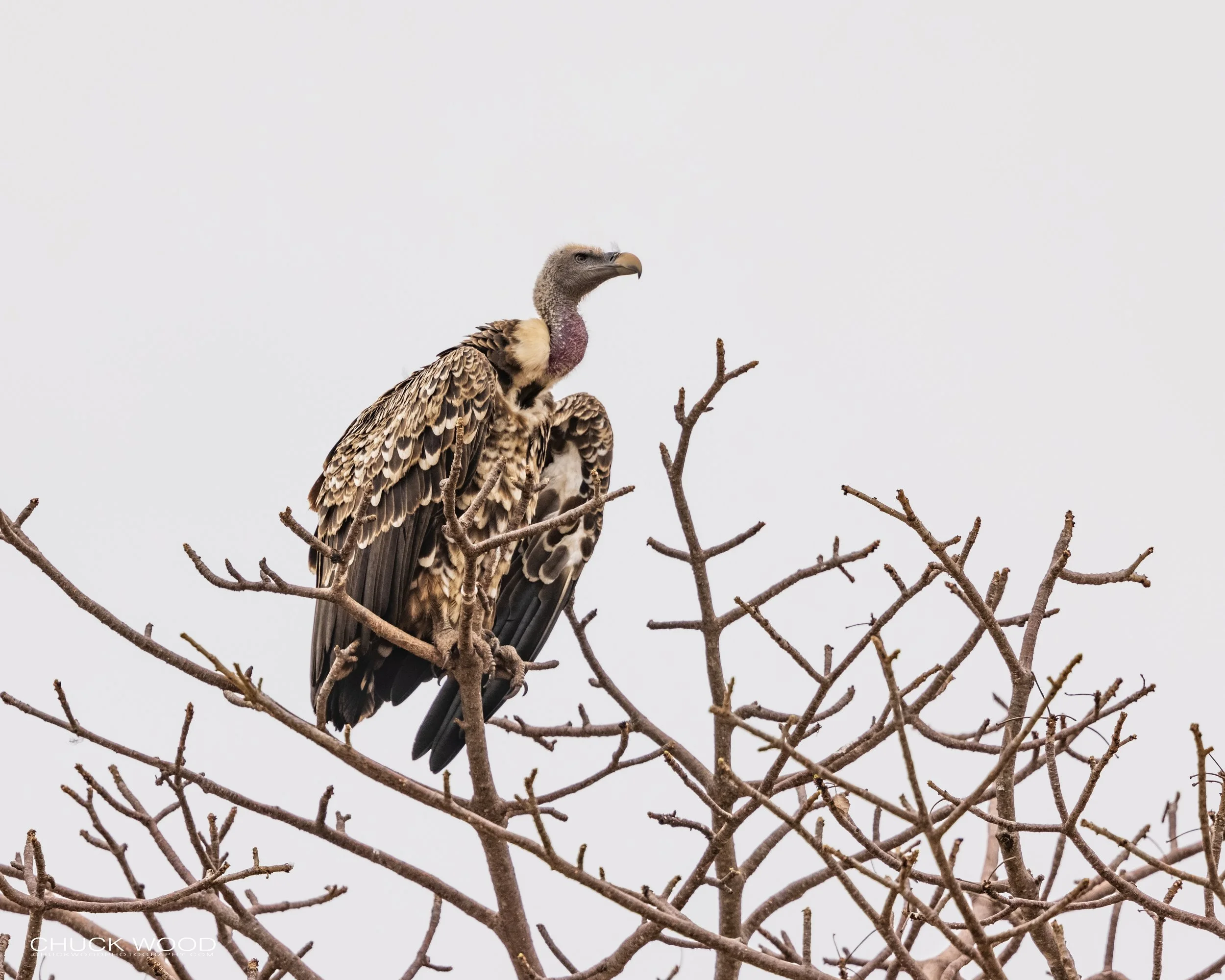  Tarangire, Tanzania 2021 