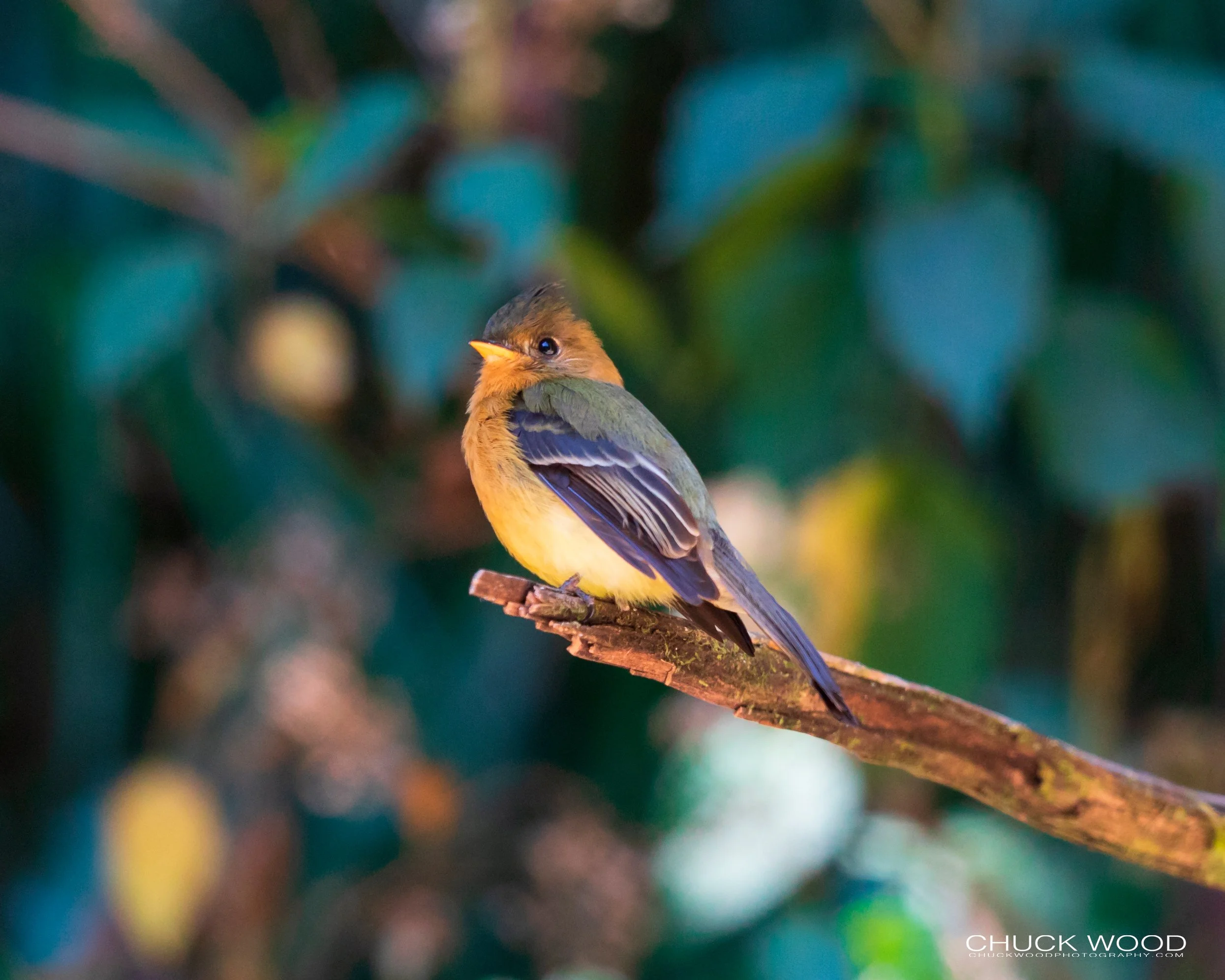  Paraiso Quetzal, Costa Rica 2020 I/ 
