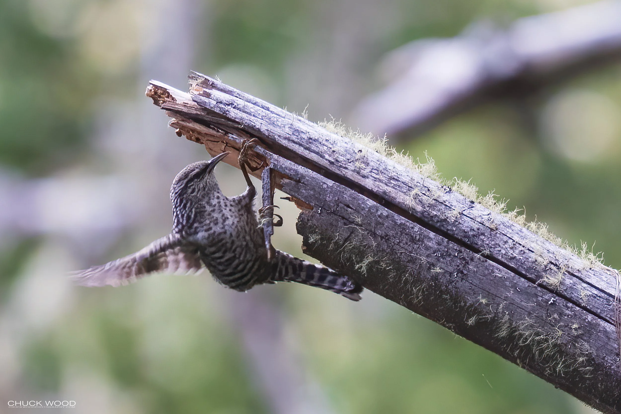  Cuajimoloyas Oaxaca, MX 2022 