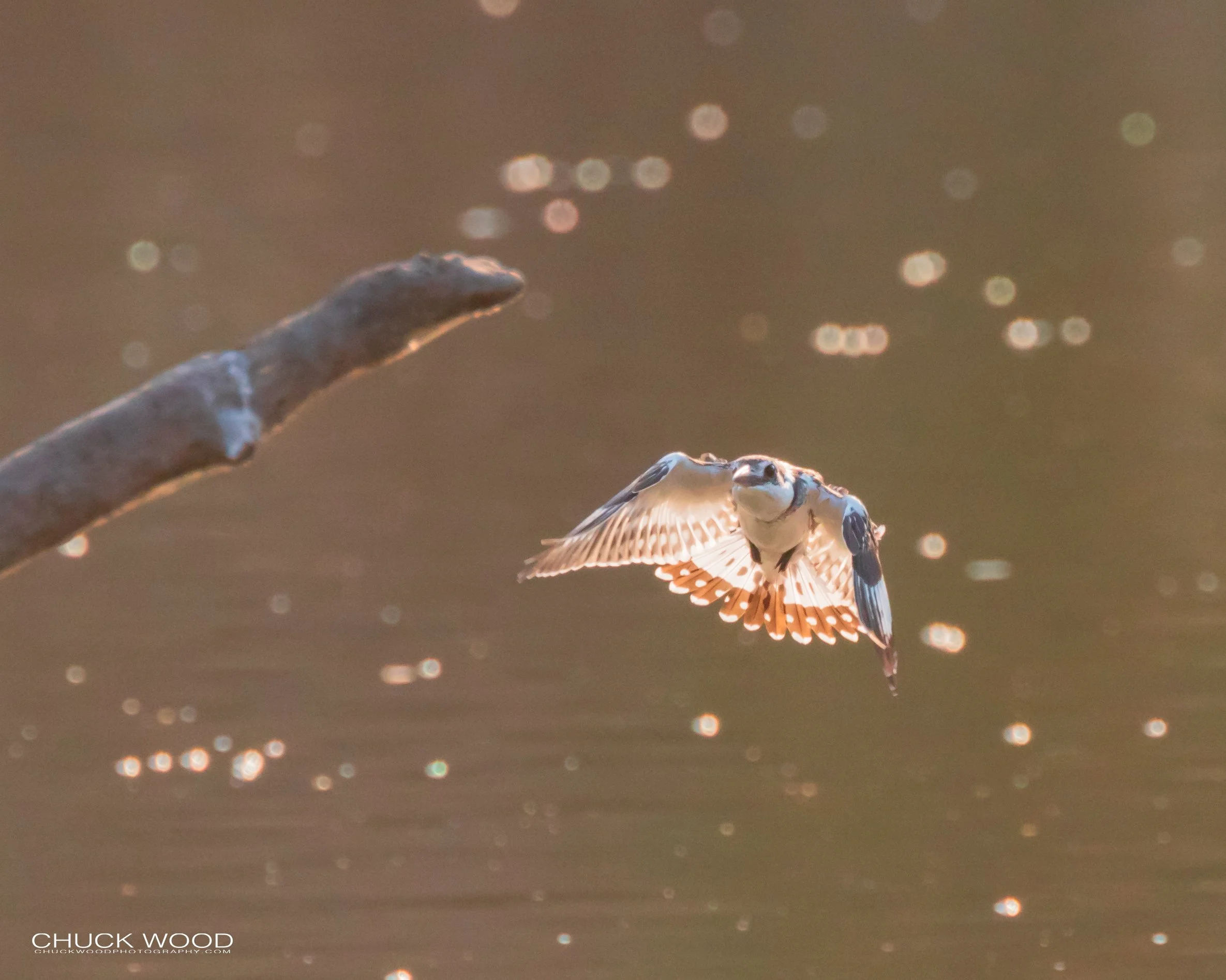  Mana Pools, Zimbabwe 2019 