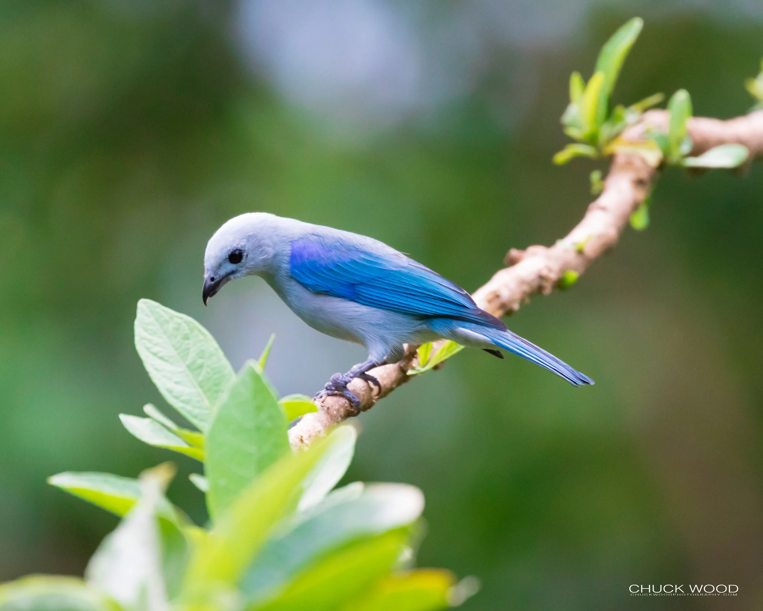  Rancho Naturalista, Costa Rica 2020 
