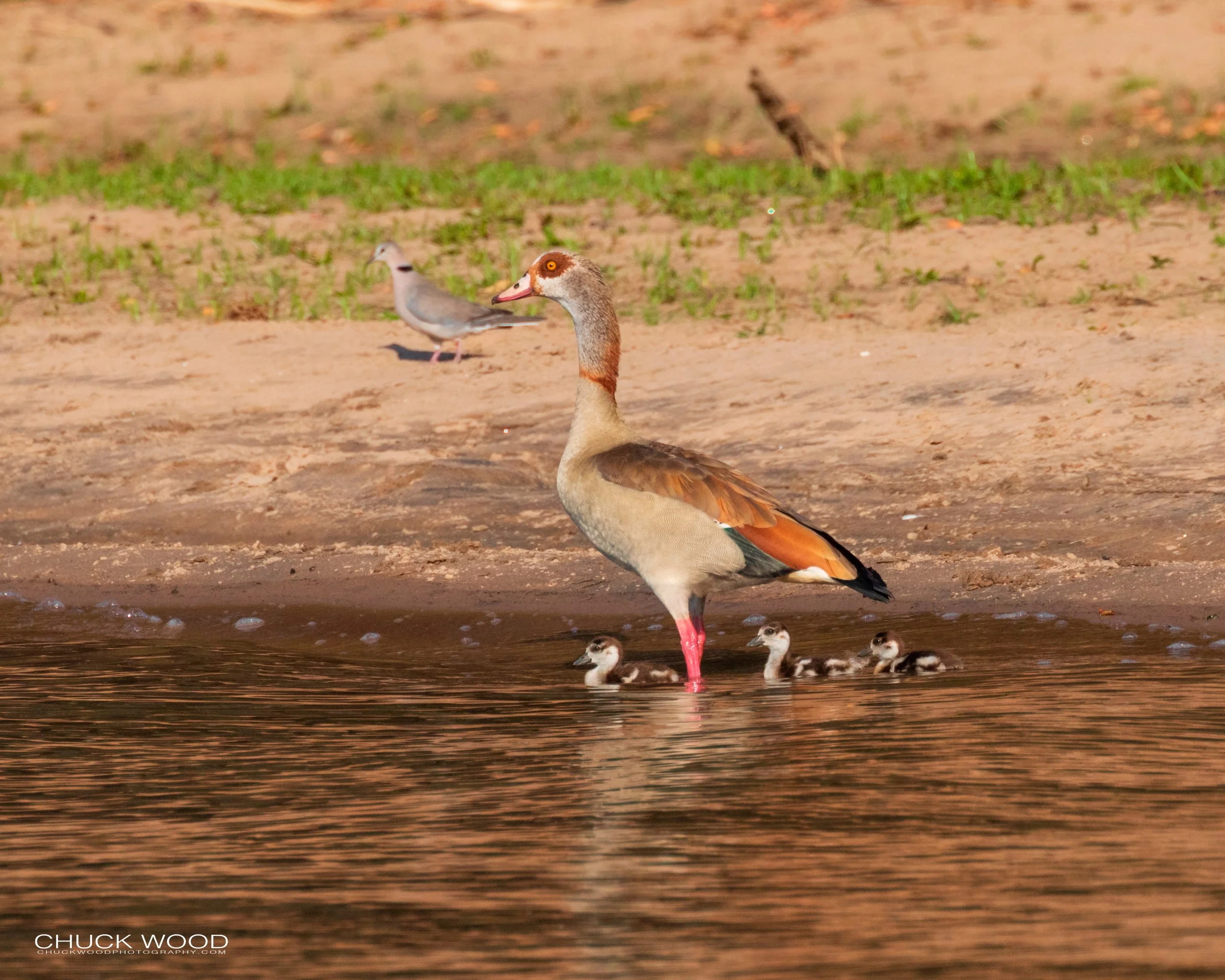 Mana Pools, Zimbabwe 2019 