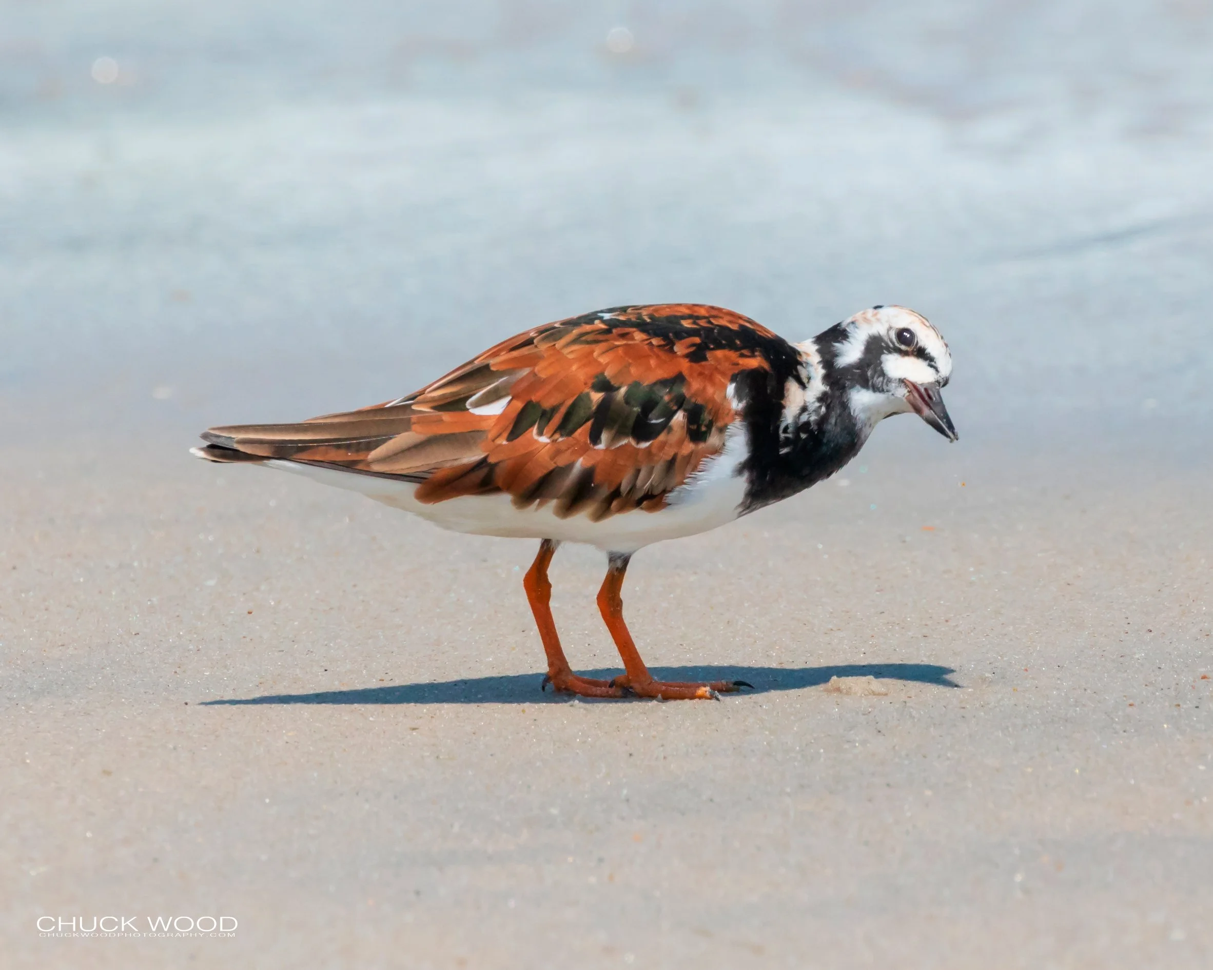  Pea Island NWR, NC 2019 