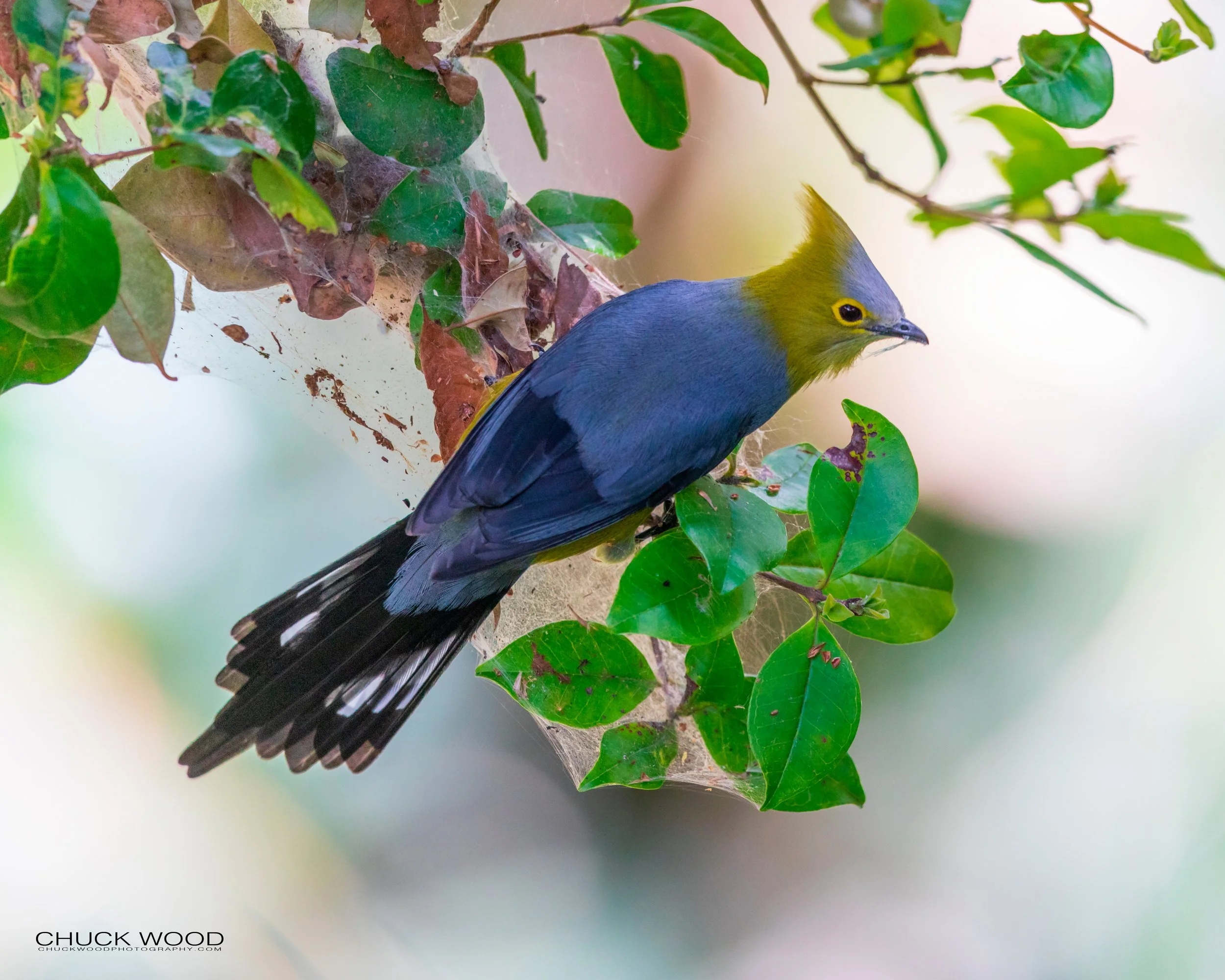  San Gerardo de Dota, Costa Rica 2020 