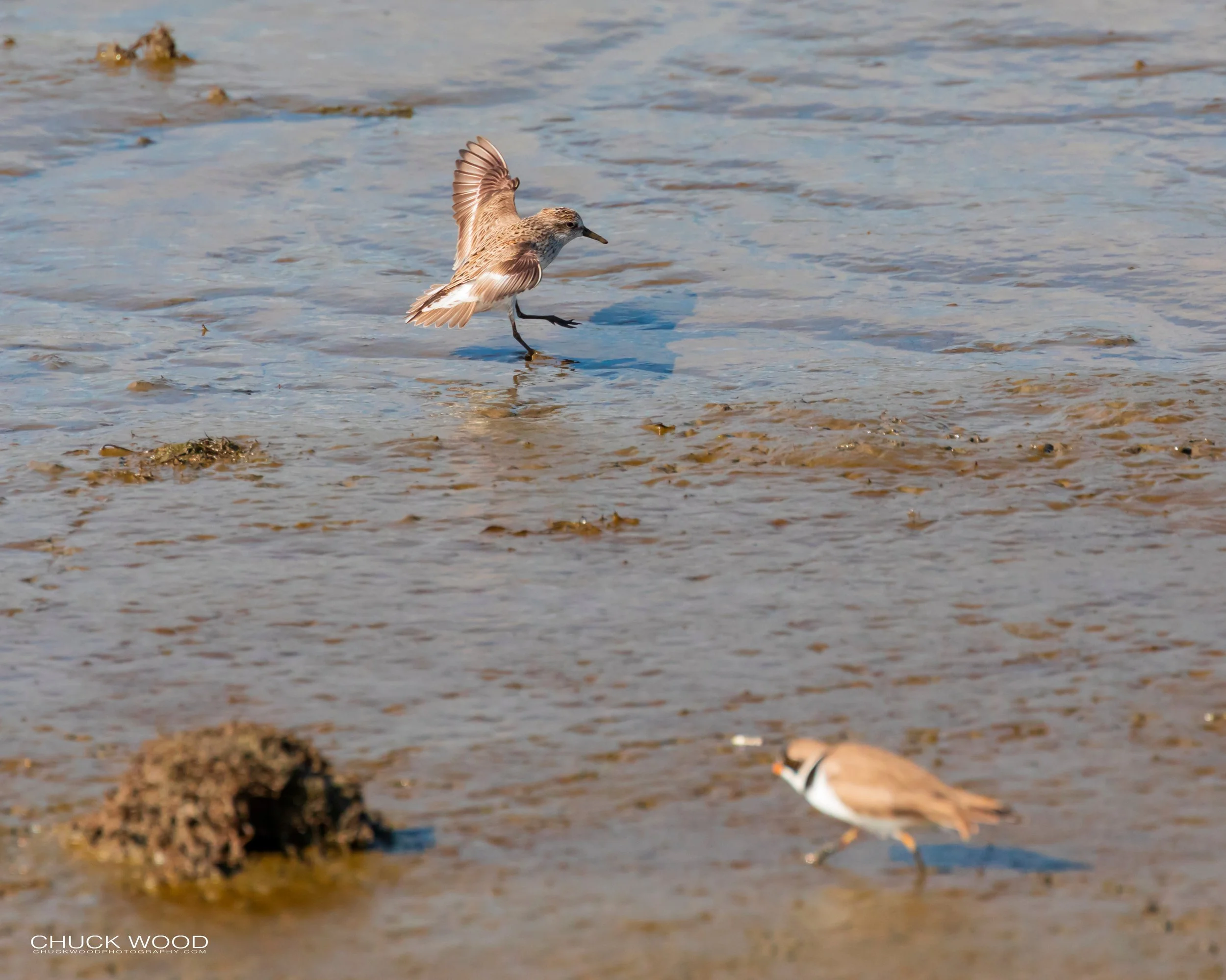  Forsythe NWR, NJ 2019 