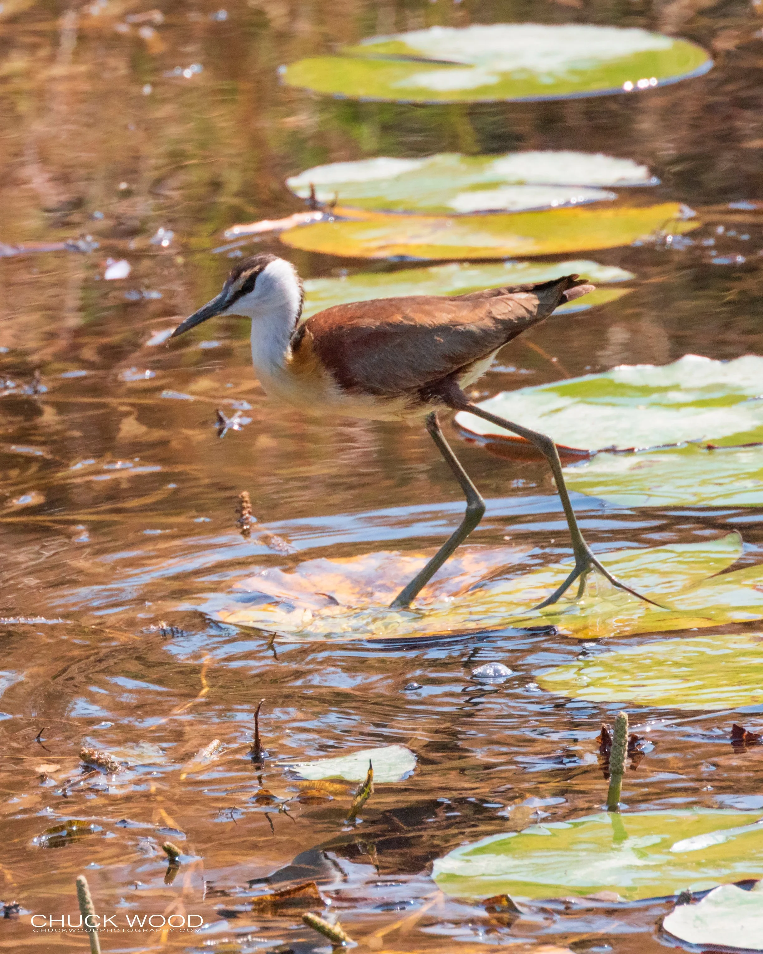  Hwange, Zimbabwe 2019 