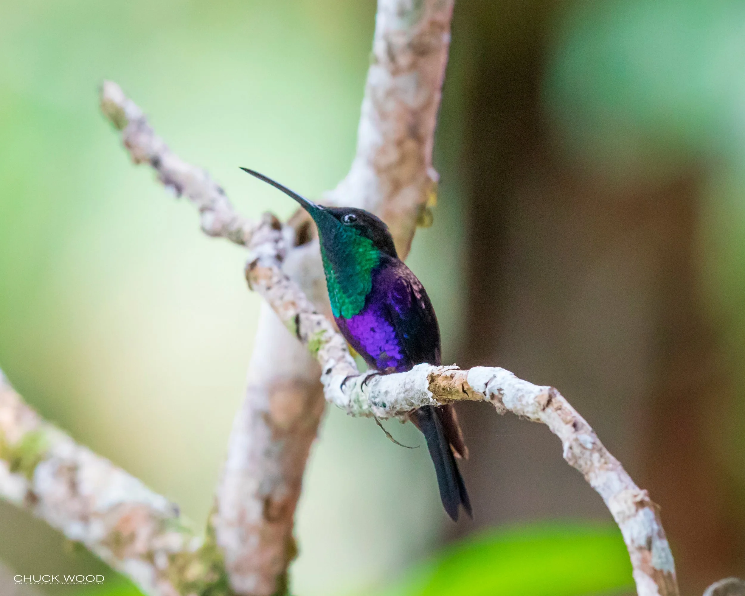  Rancho Naturalista, Costa Rica 2020 