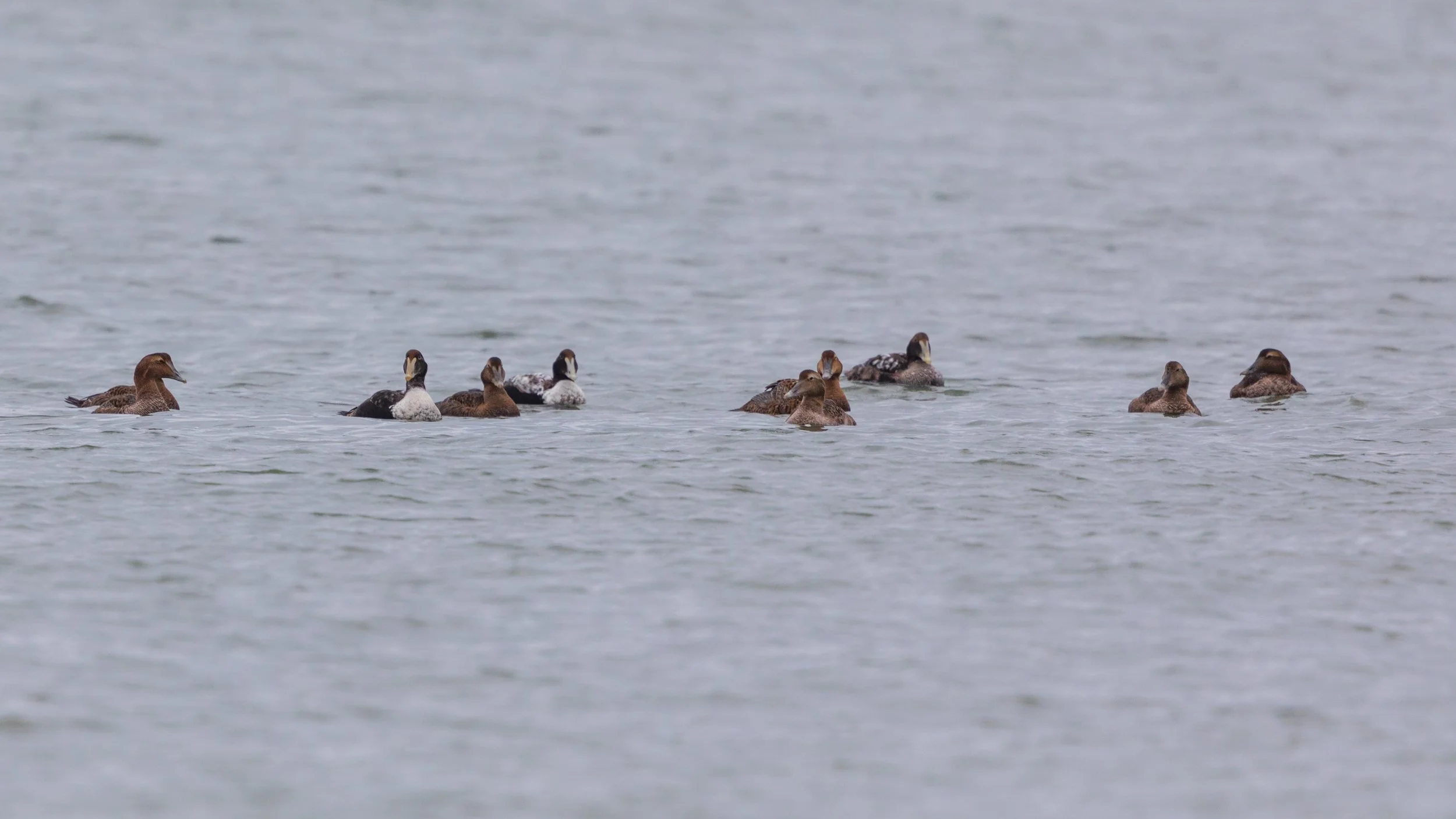  Barnegat Lighthouse, NJ 2020 