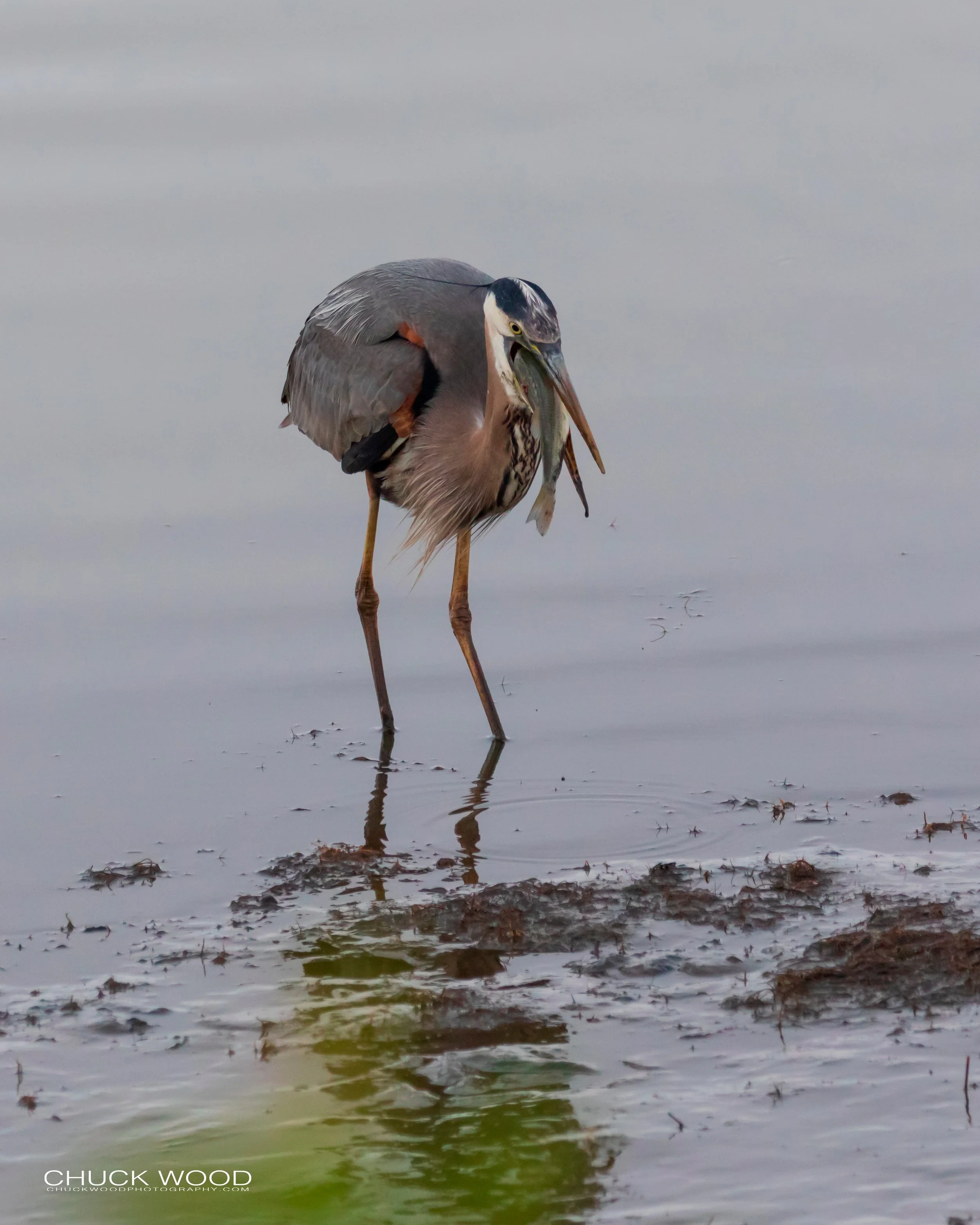  Forsythe NWR, FL 2019 