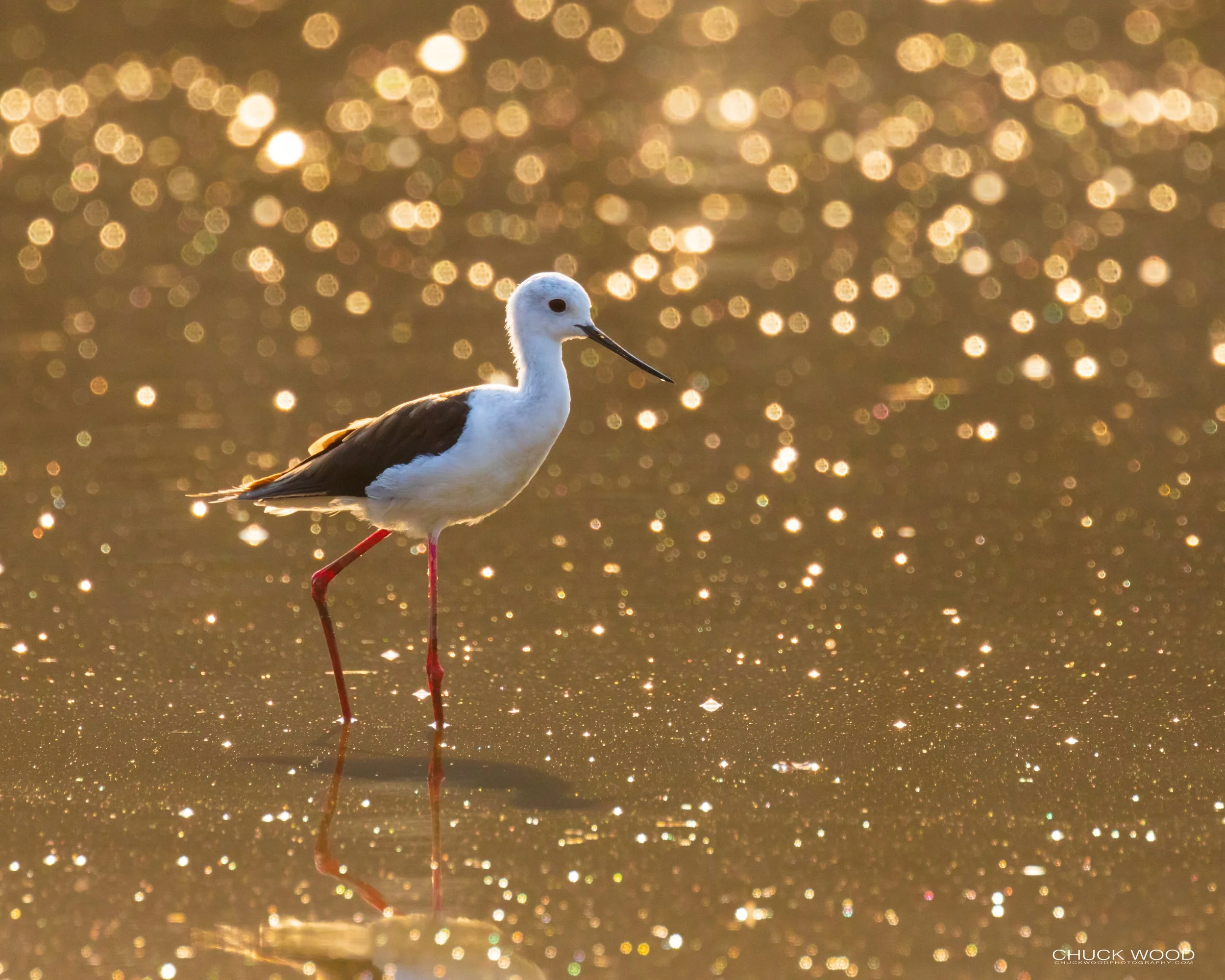  Mana Pools, Zimbabwe 2019 