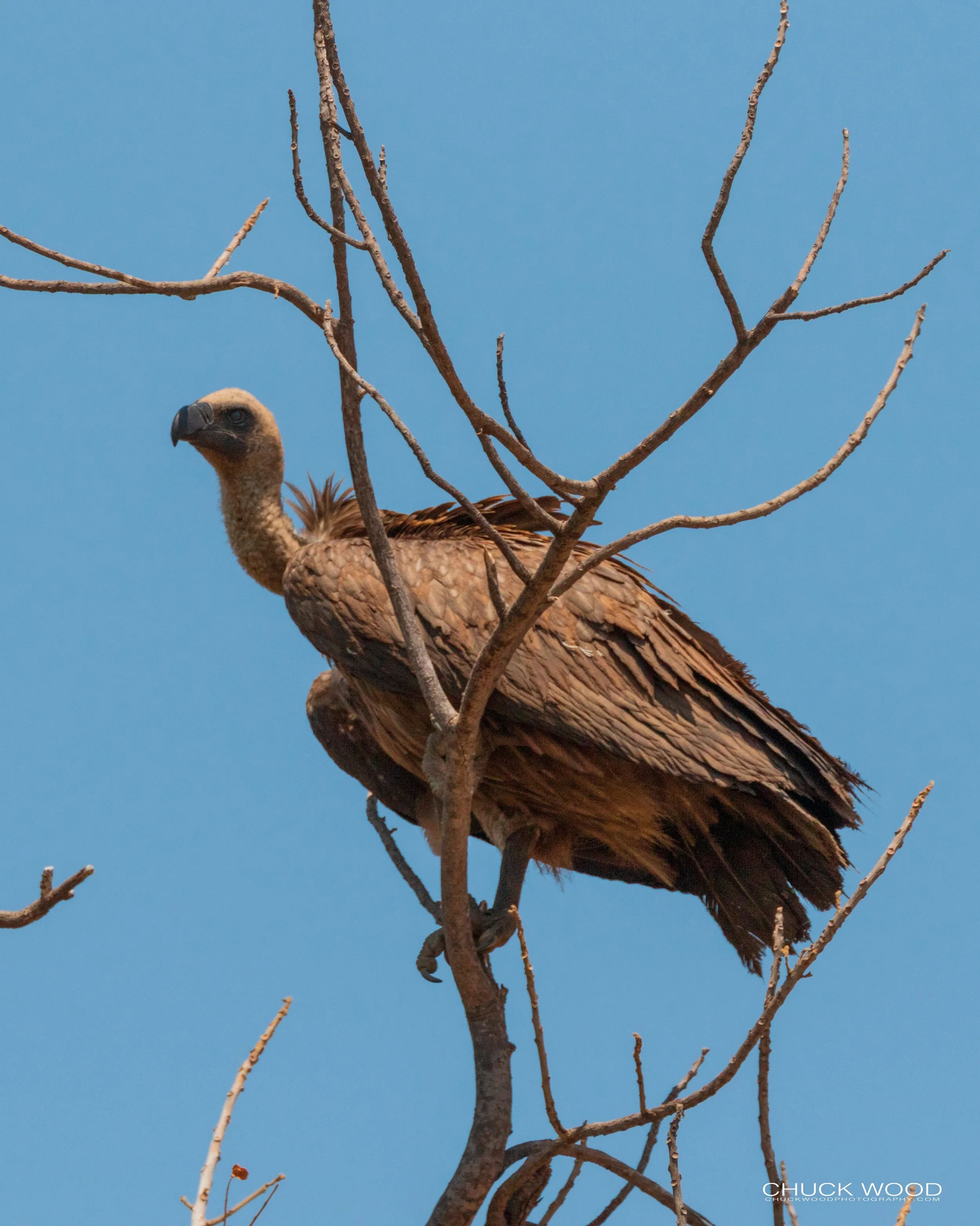  Mana Pools, Zimbabwe 2019 