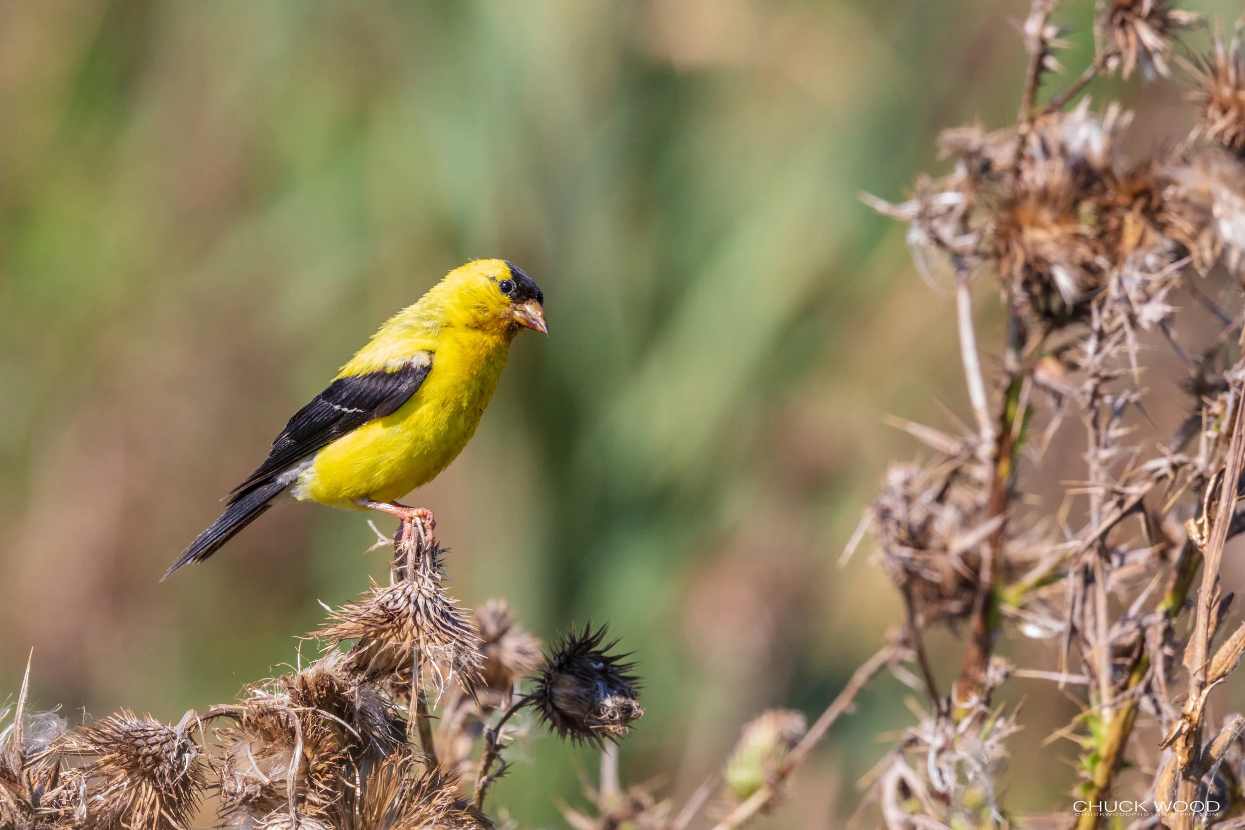  Forsythe NWR, NJ 2020 