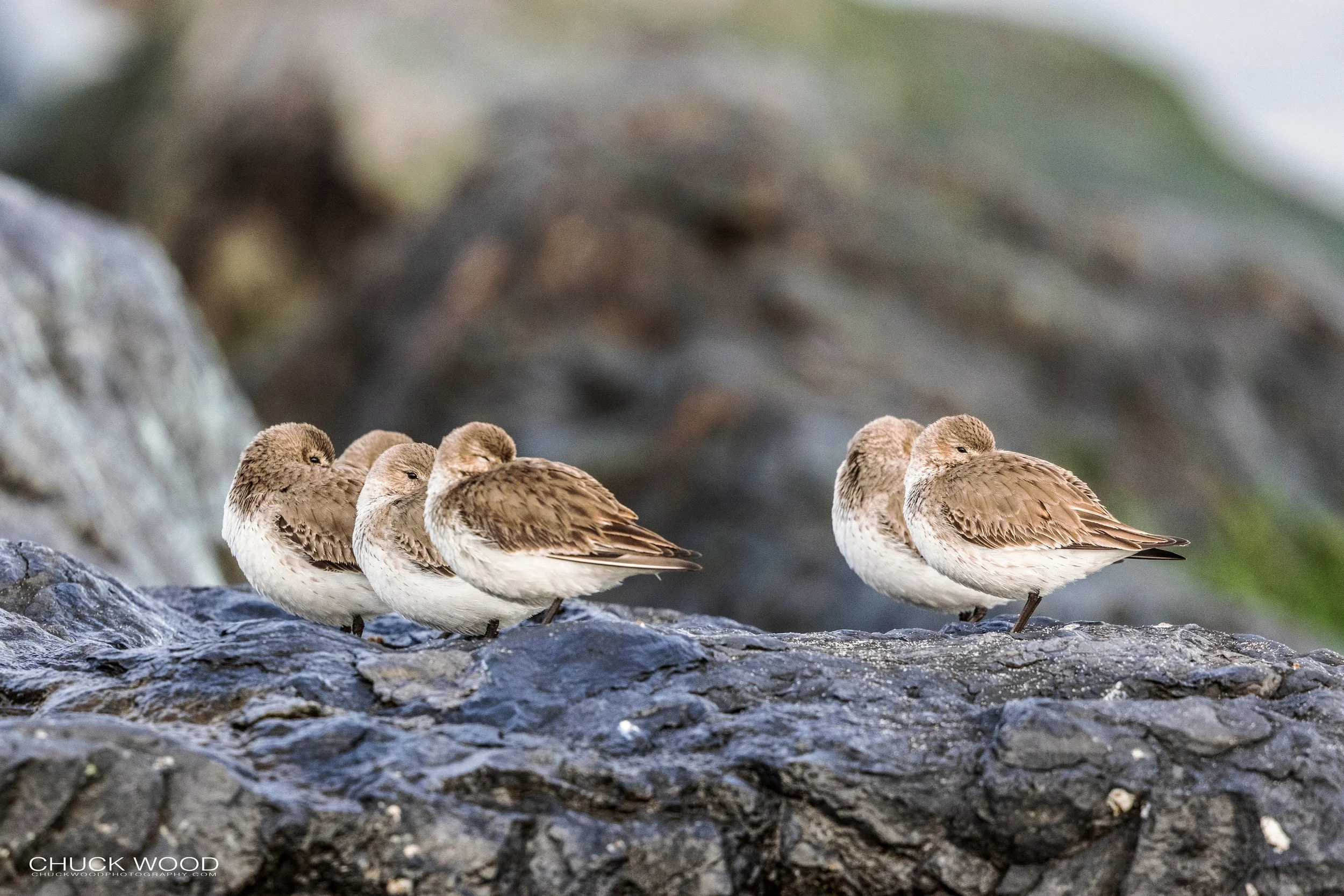  Barnegat Lighthouse, NJ 2021 