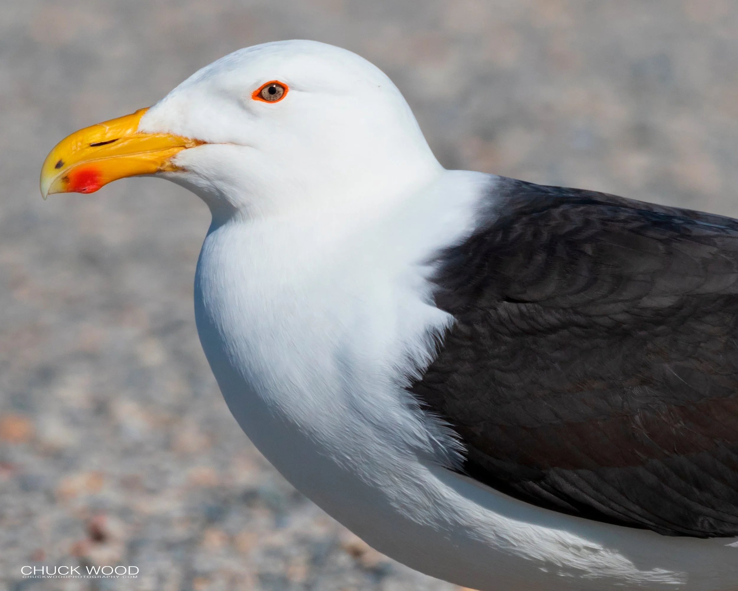  Forsythe NWR, NJ 2019 