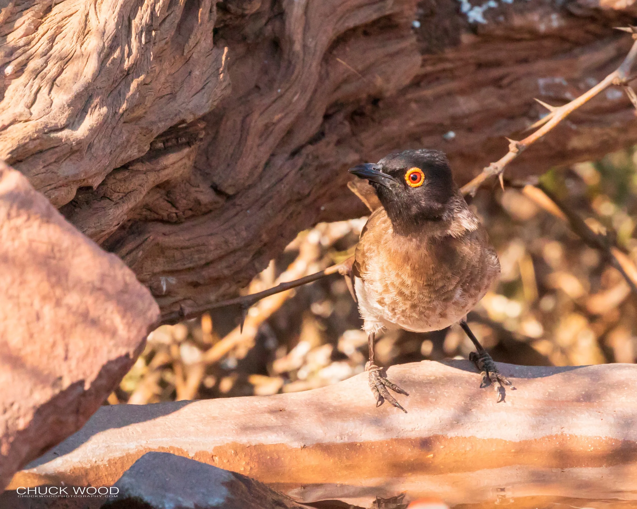  Hwange, Zimbabwe 2019 