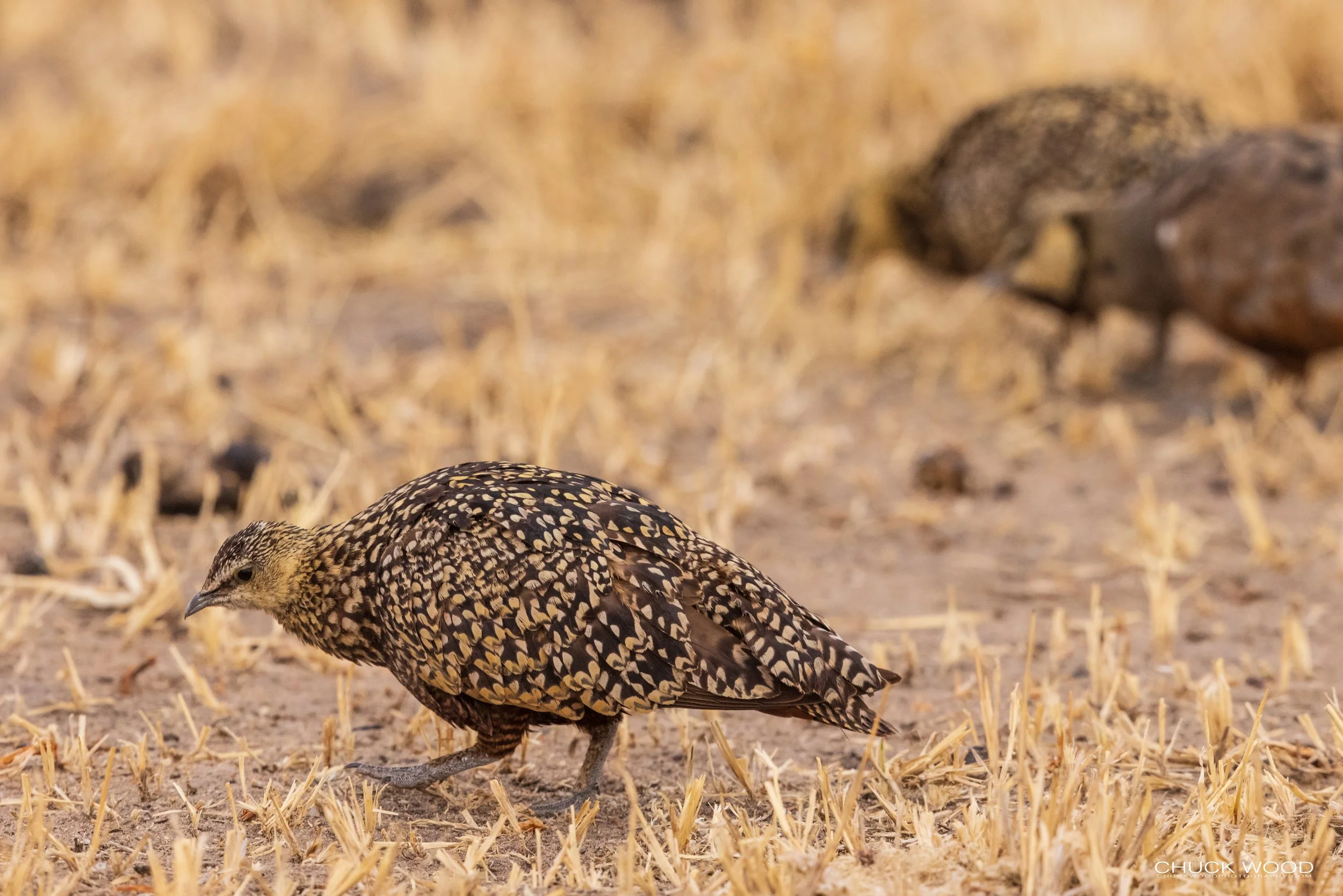  Tarangire, Tanzania 2021 