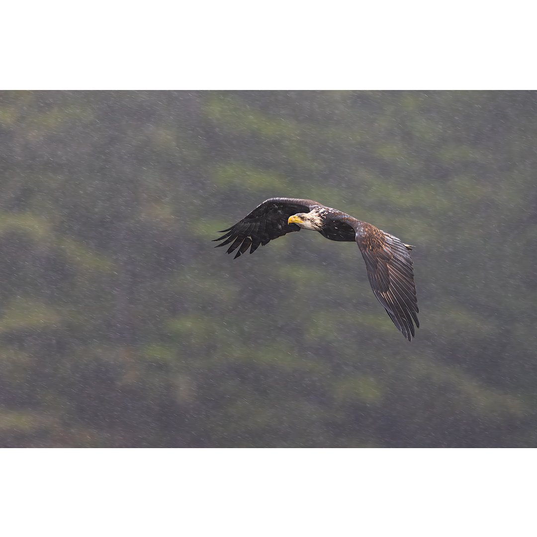 CW00194-Bald-Eagle-Sitka-Rain-2024-1080-store.jpg