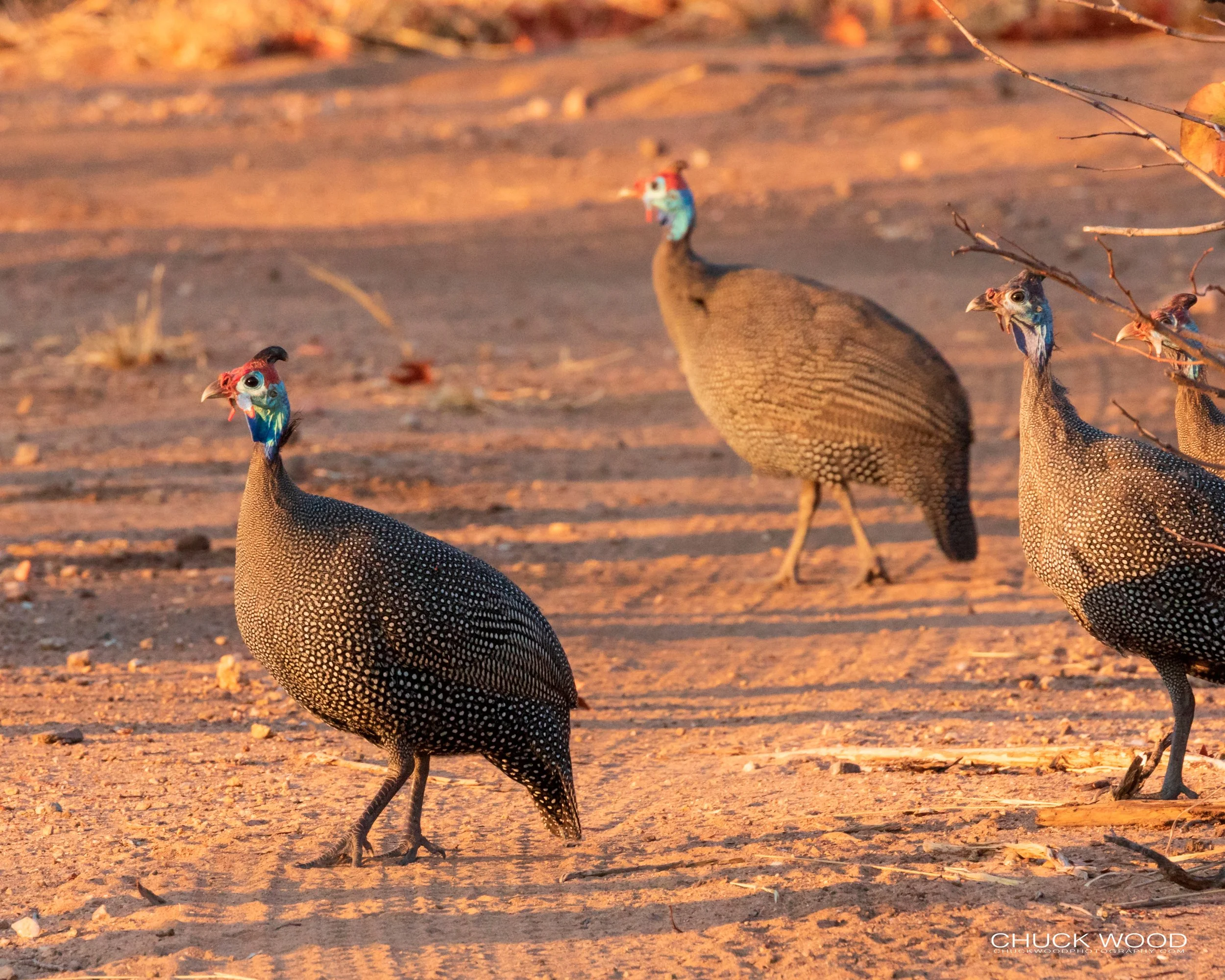  Hwange, Zimbabwe 2019 