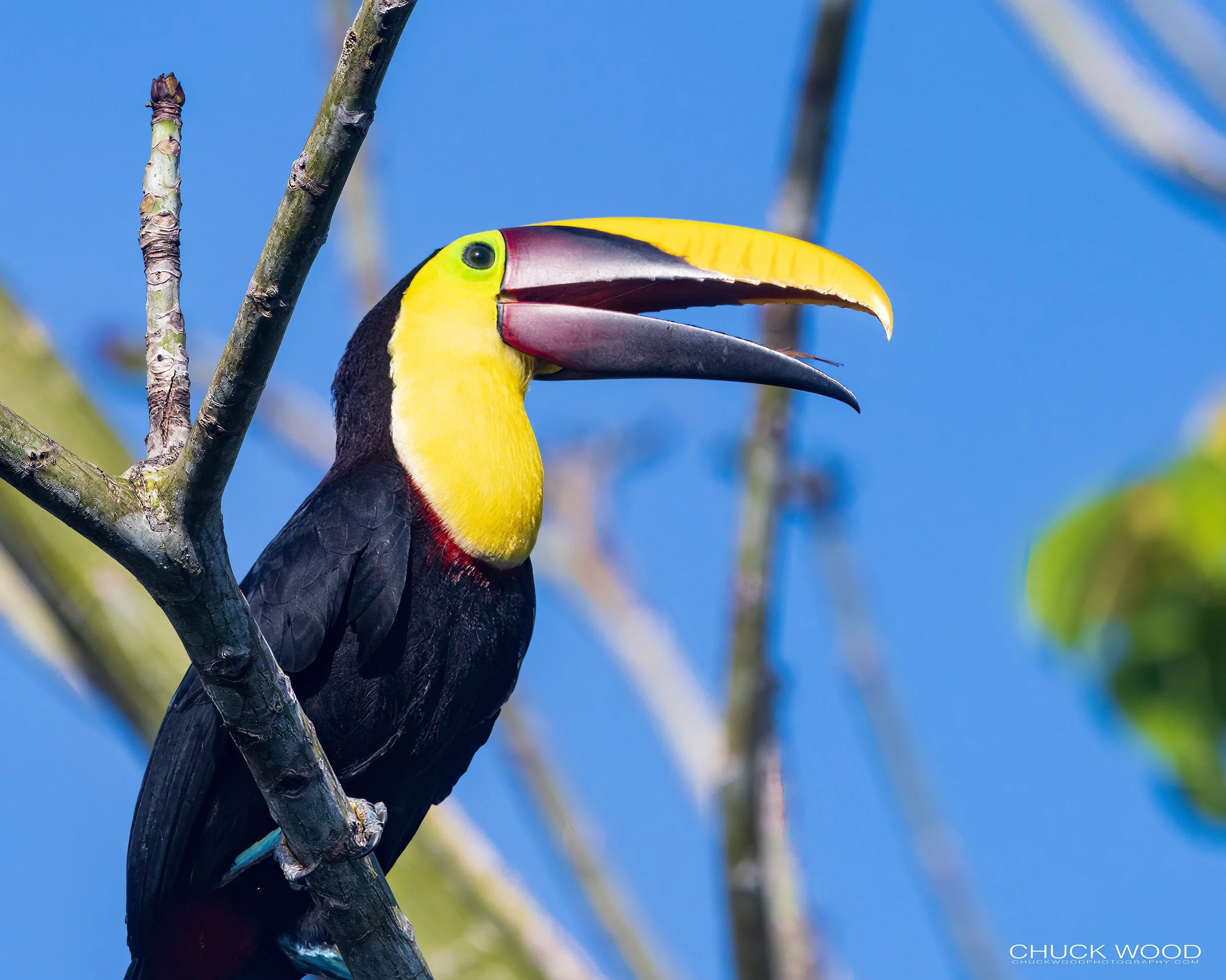  Osa Peninsula, Costa Rica 2022 