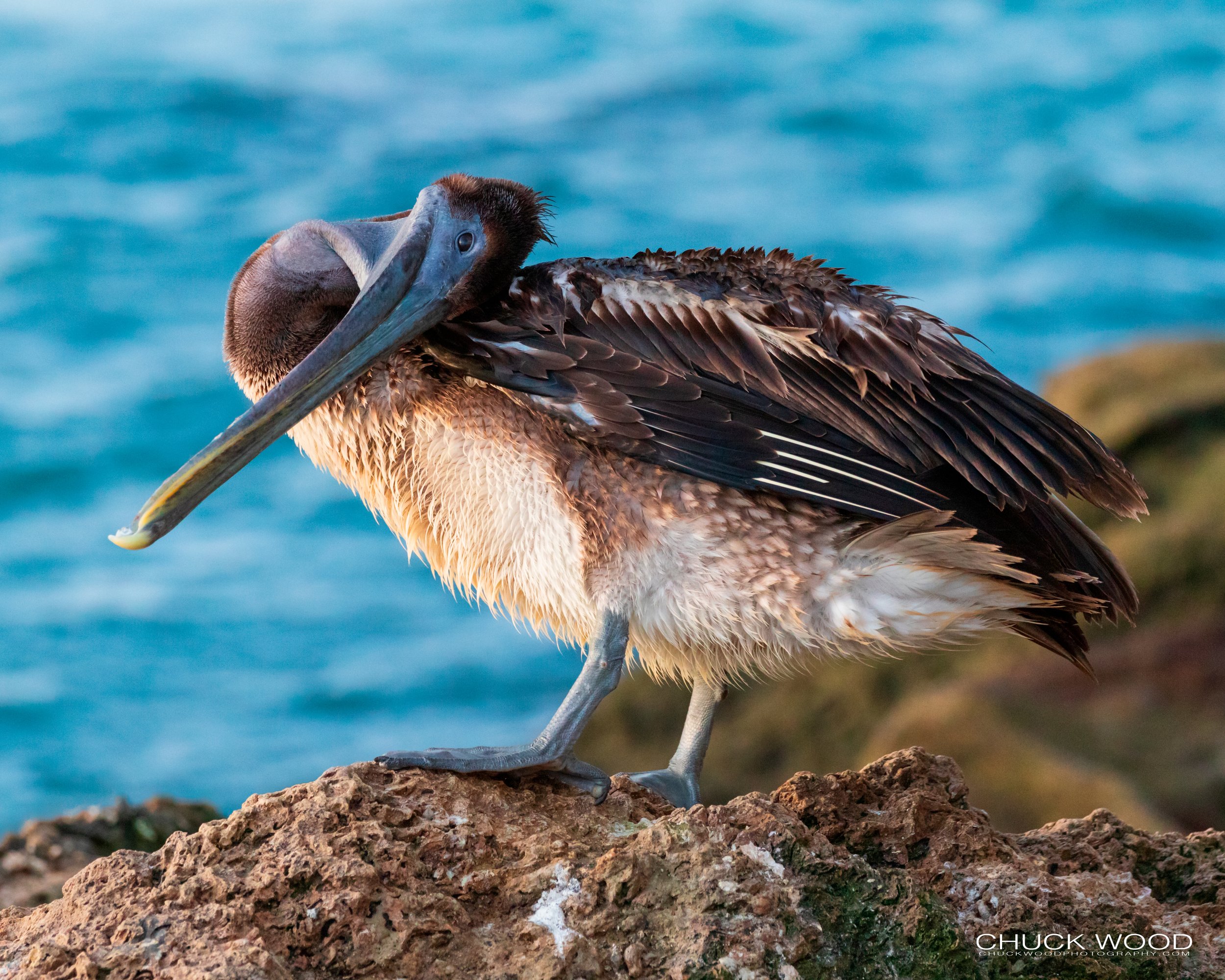  Sebastian Inlet, FL 2020 